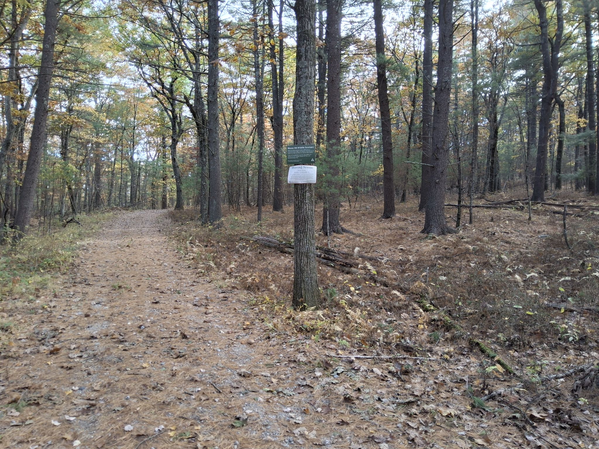 A dirt path forks in a dense, leaf-covered autumn forest under soft light. - Old Farm, Woodland, Pepperbrush, Warner & Bay Circuit Trail loop