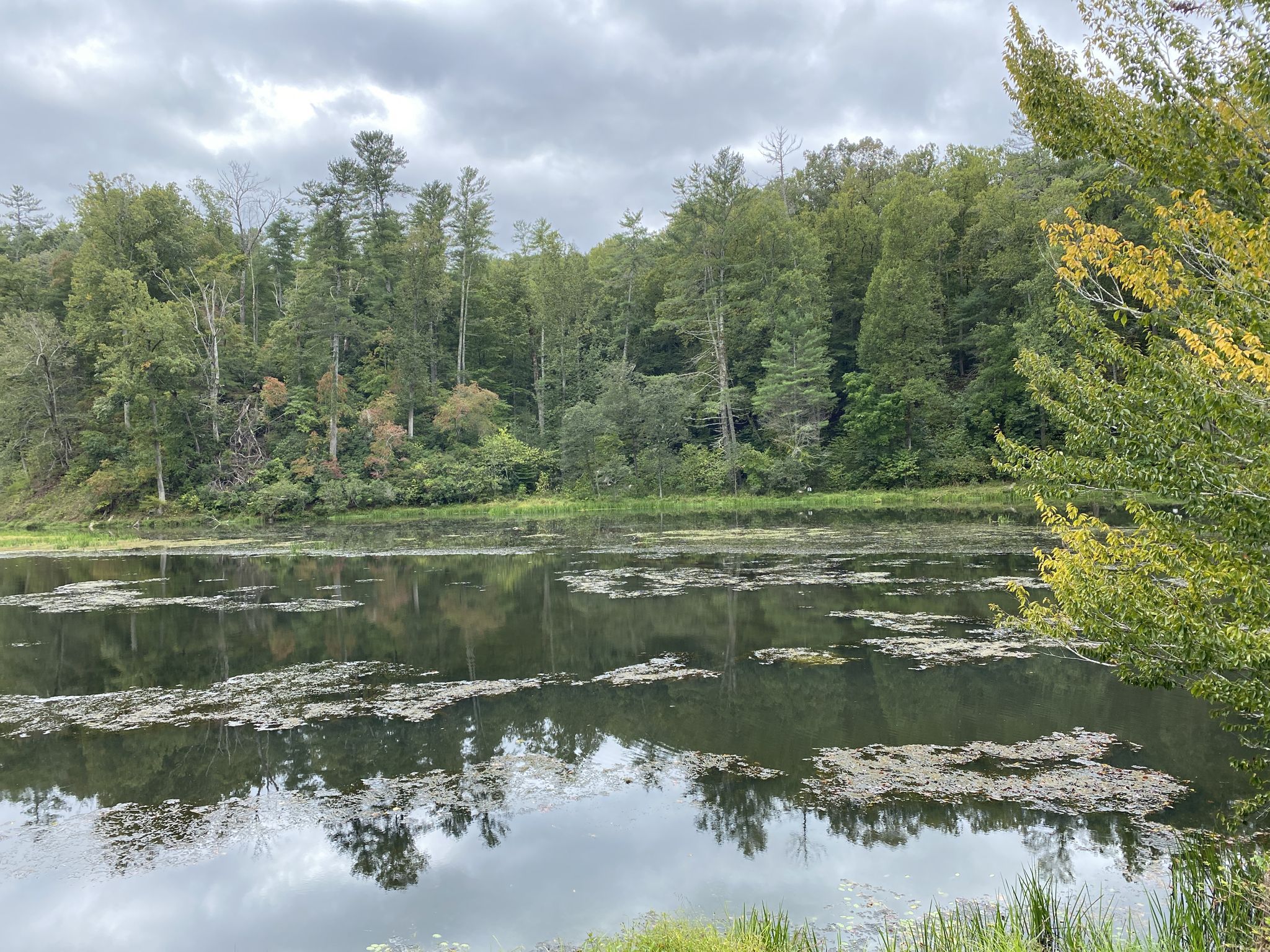 Lake with floating vegetation, reflecting cloudy sky and green forest. - Otter Lake Dam Waterfall – View Rice Mountain loop from James River Parking Area