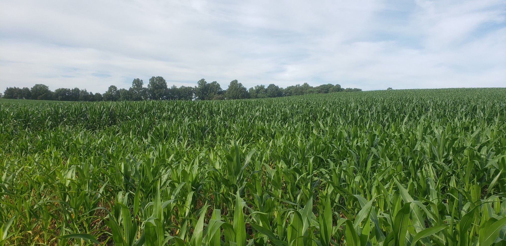 Large field of young green crops stretching to a distant tree line. - Bike loop from Charles City