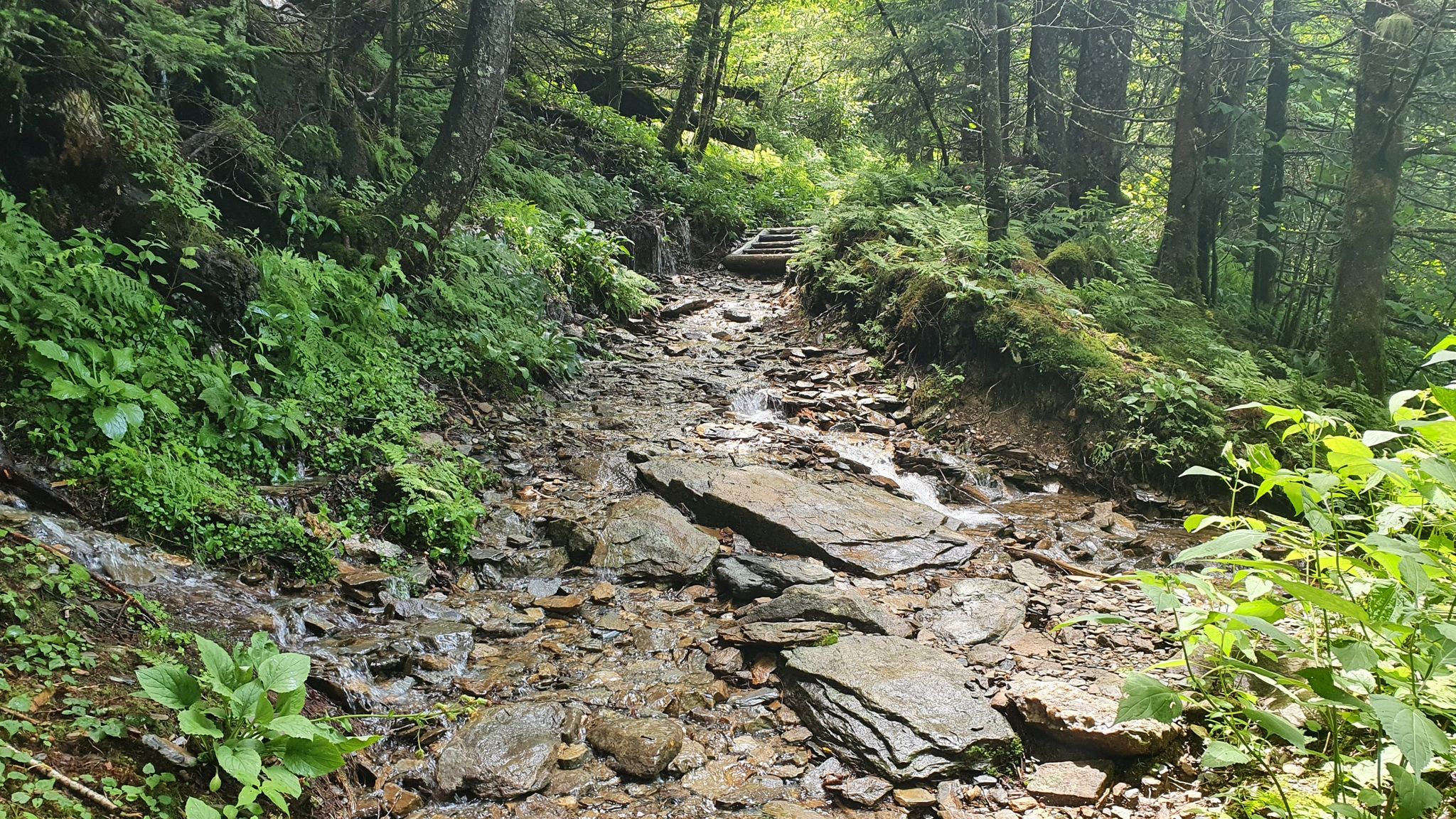 Rocky stream bed winding uphill through a lush green forest. - Mount LeConte via Rainbow Falls Trail