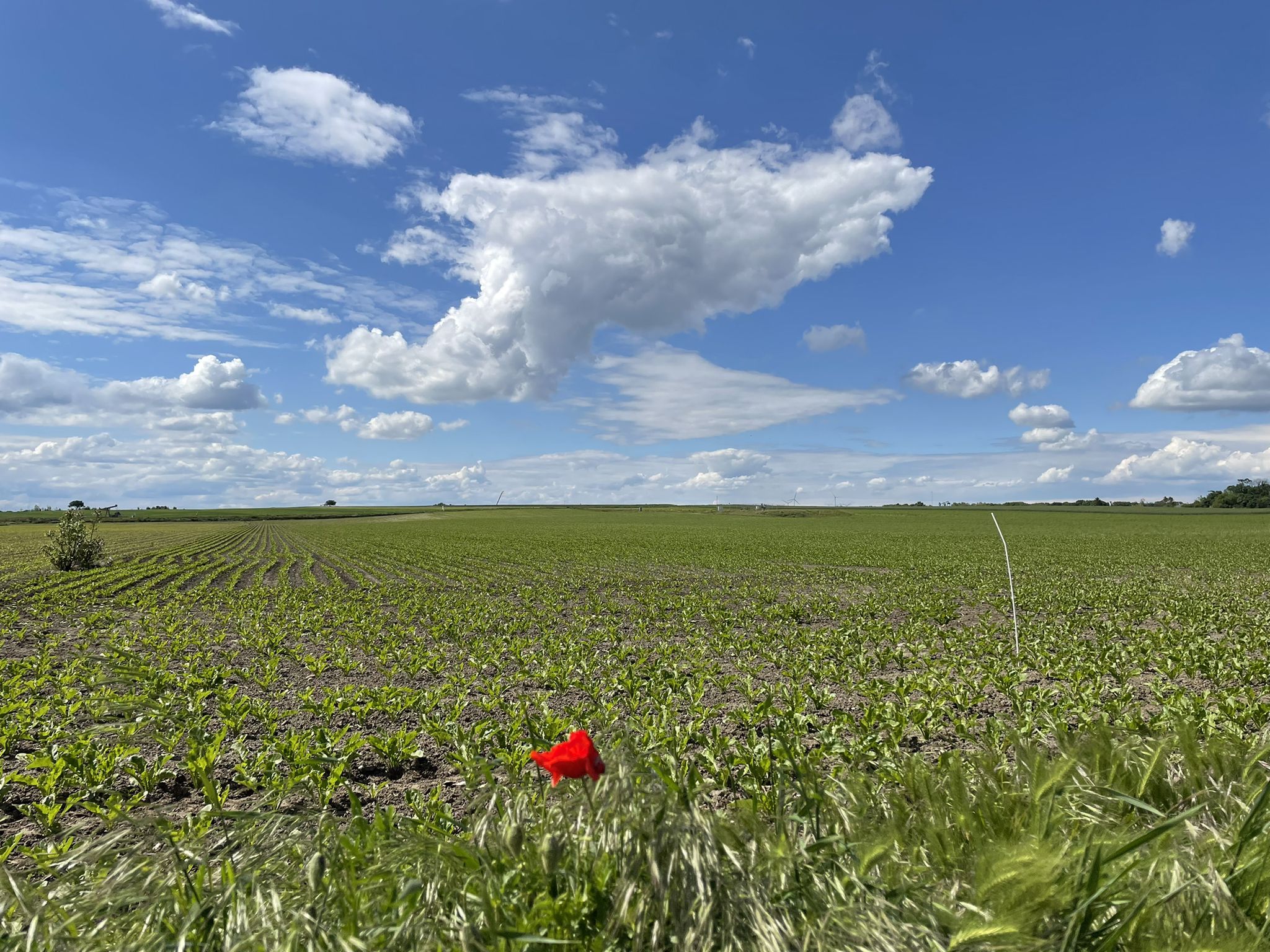 Wolkenstimmung nahe Schönkirchen-Reyersdorf