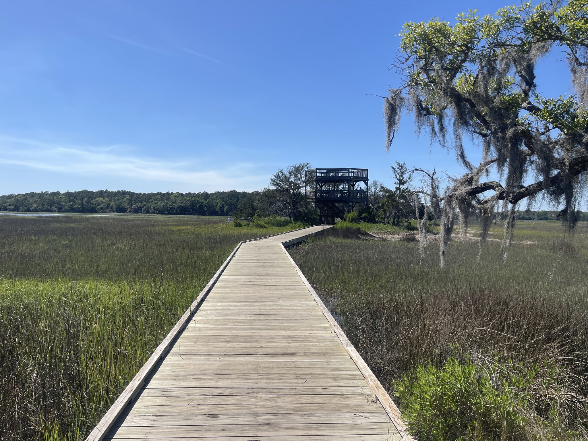 Wooden boardwalk through marshland towards an observation tower under a clear sky. - Big Ferry Loop Forest – Big Ferry Loop Marsh View loop from Chatham County