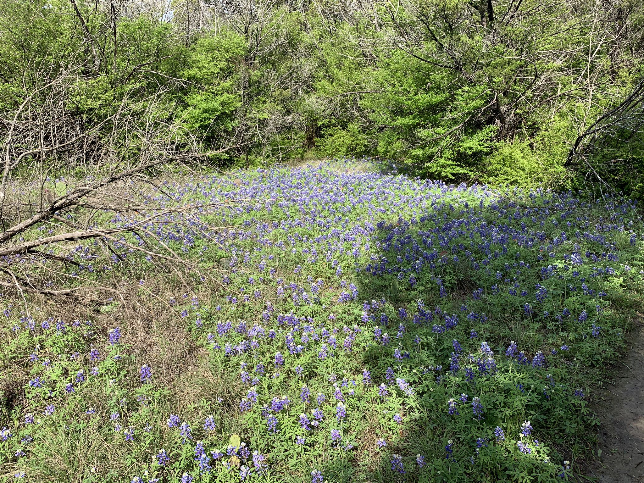 A vibrant field of purple wildflowers under bright sunlight, surrounded by green trees. - Limestone Ridge Inner Loop Trail