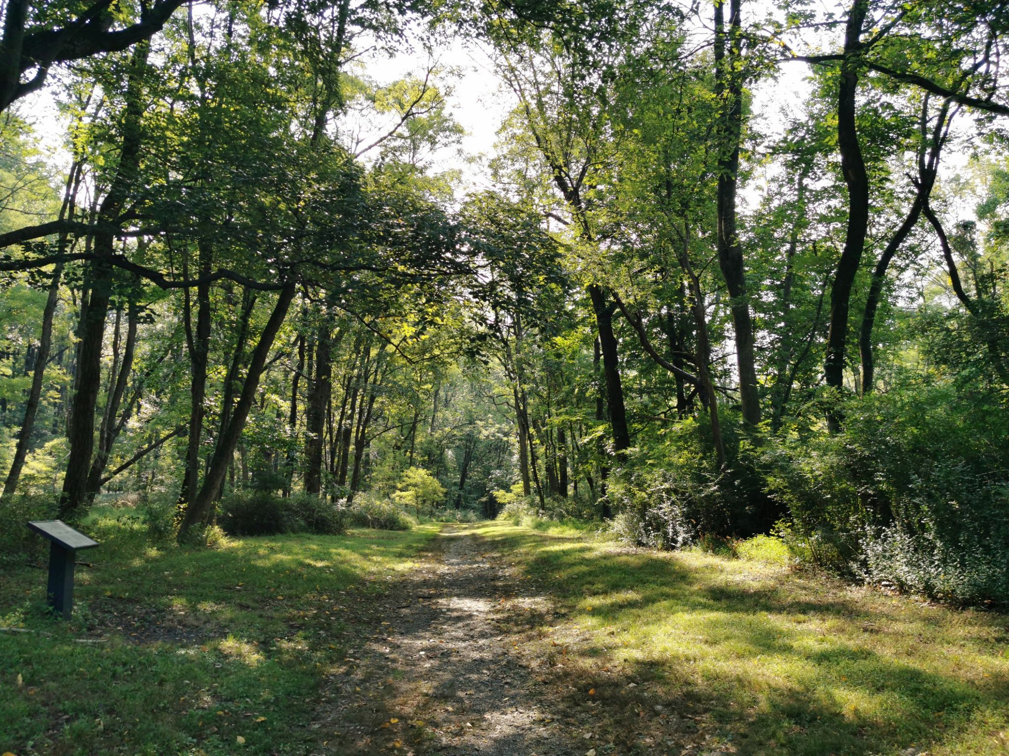 A sunlit dirt path winds through a dense green forest. - Morris Aqueduct Company Vault loop from Morristown National Historical Park