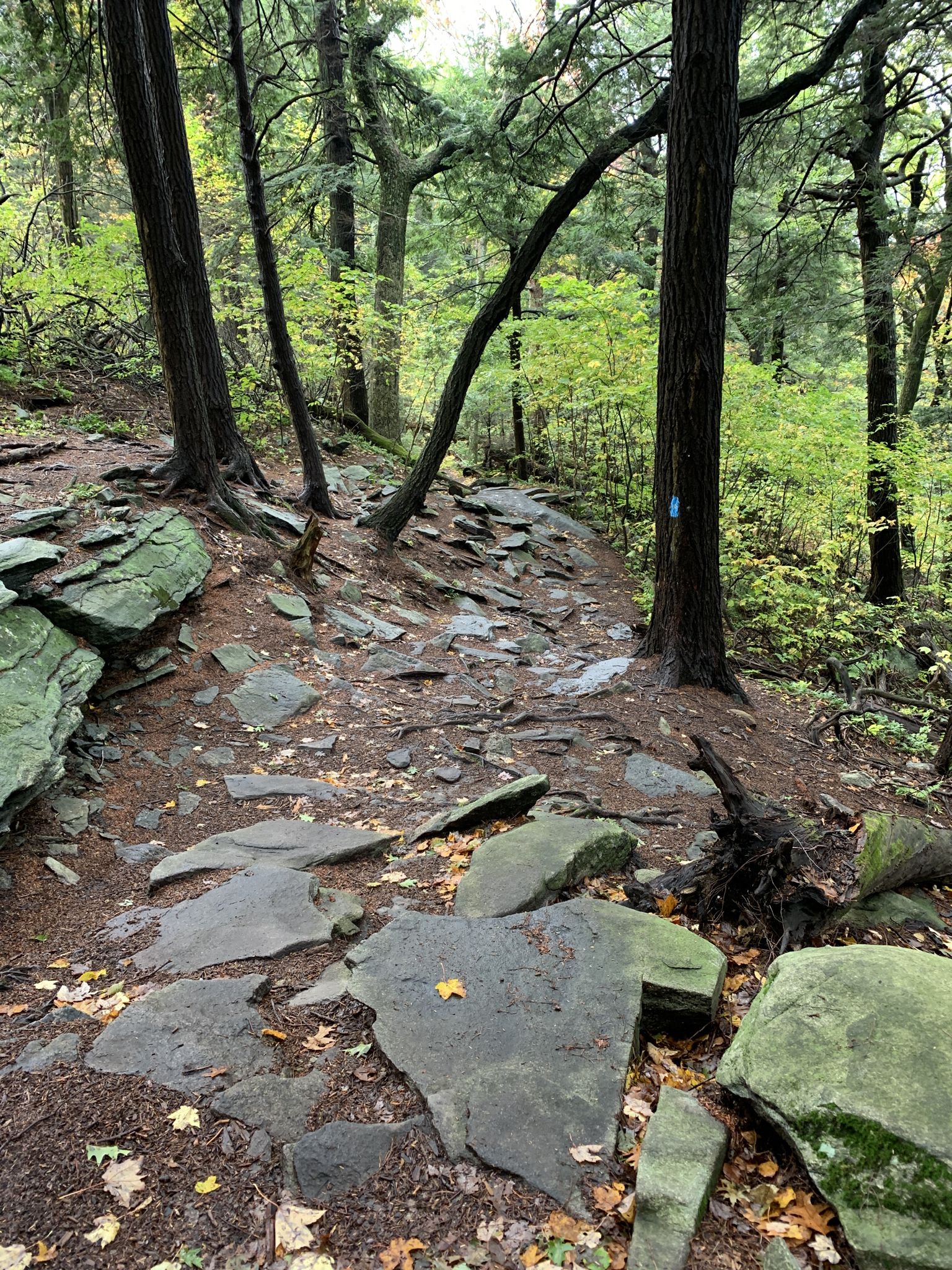 A rocky forest path winds through dense trees under soft, overcast light. - Echo Lake, High Meadow and Jack Frost Trail Loop
