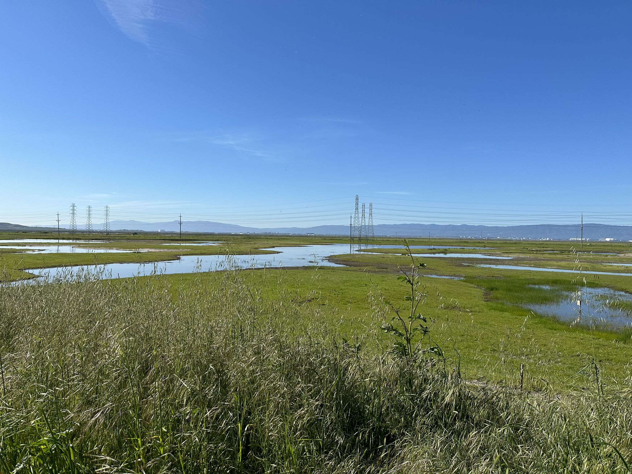 Expansive green wetlands with pools of water and power lines under a blue sky. - San Francisco Bay Trail