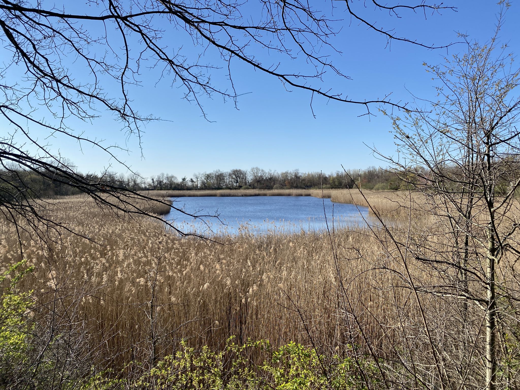 A calm lake surrounded by tall dry reeds under a clear blue sky. - Highland Park Greenway