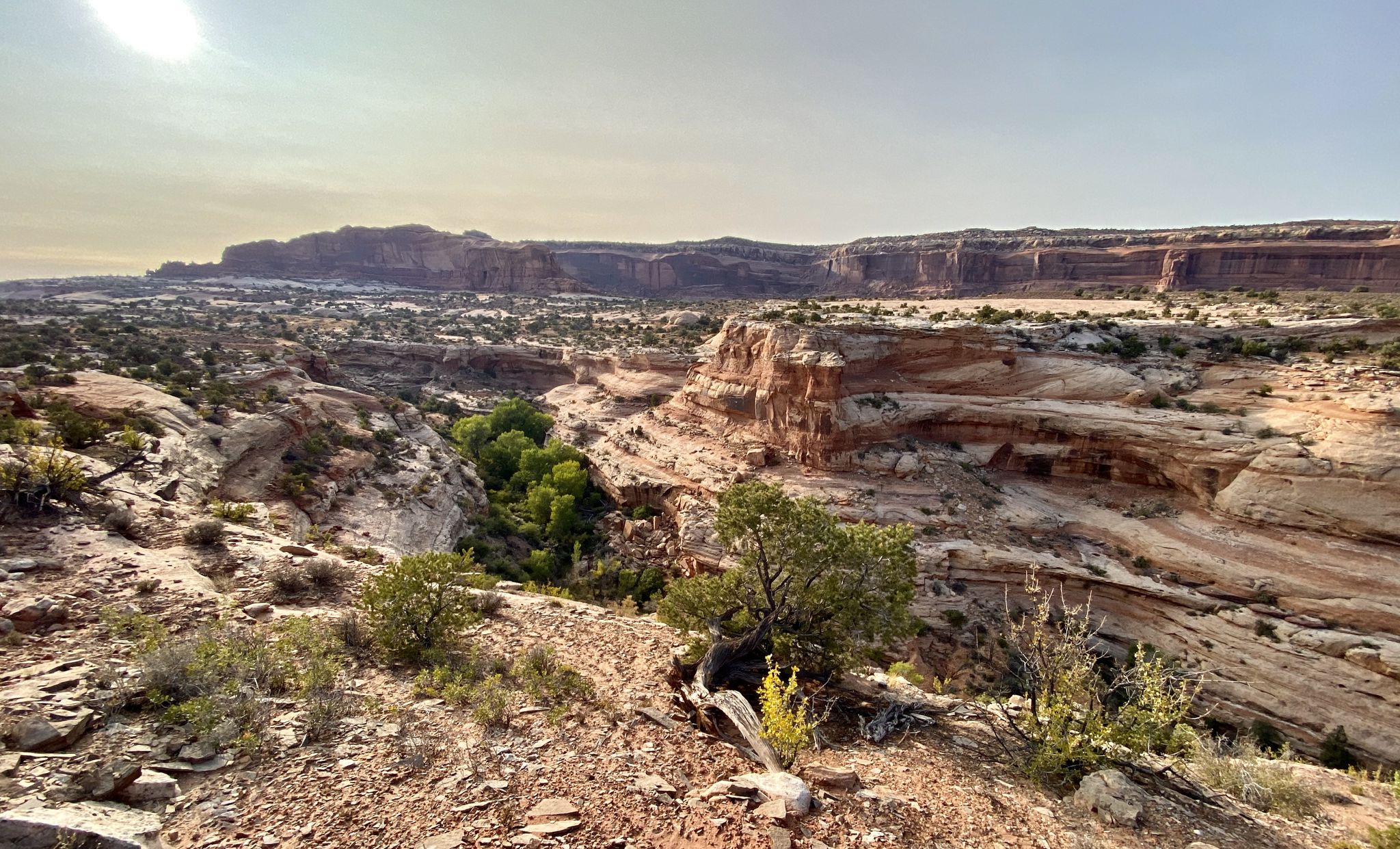 Vast desert canyon with layered rock formations and green trees under a bright sky. - Navajo Rocks Loop