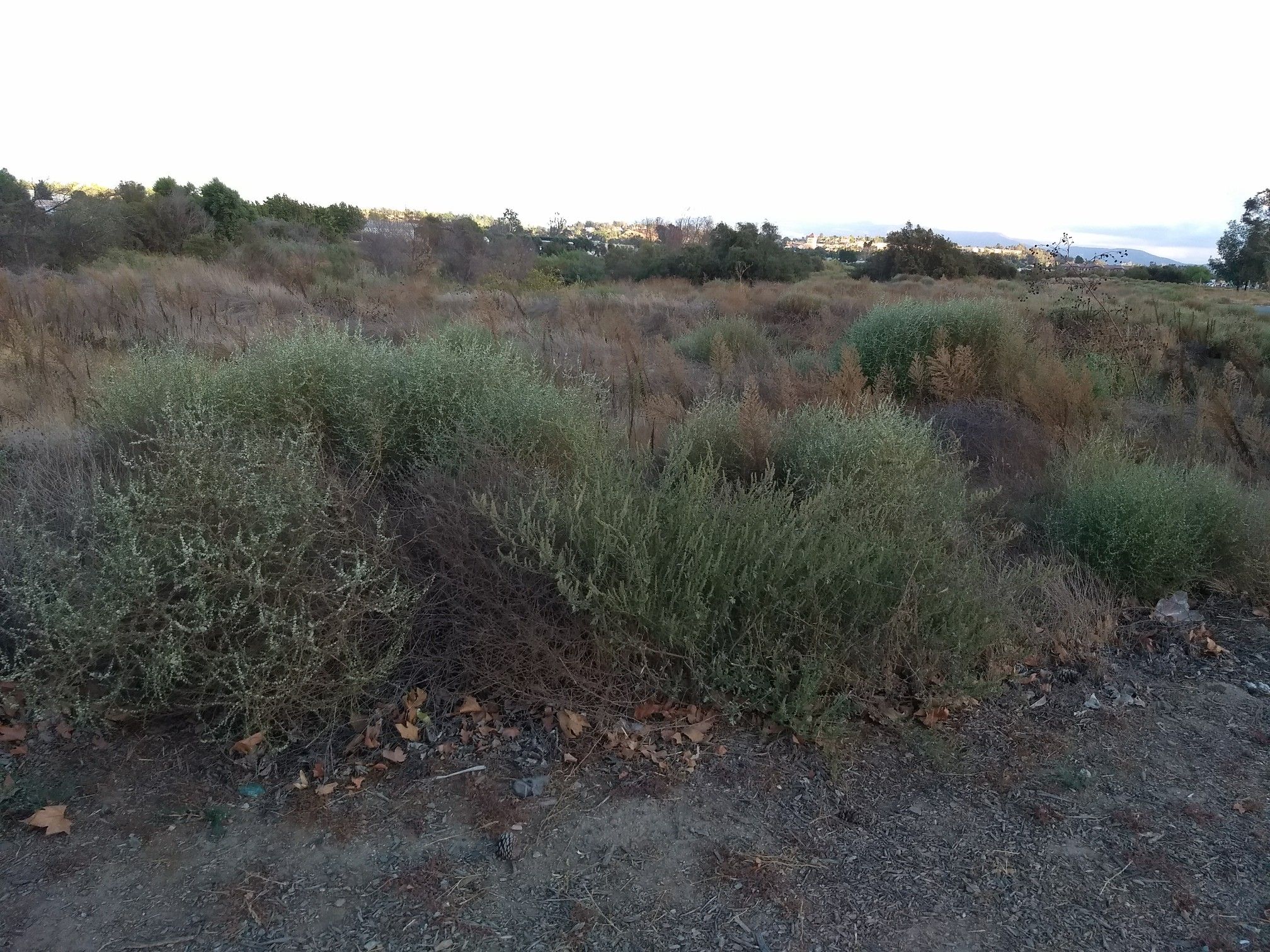 Close-up of green and brown bushes on dry ground under an overcast sky. - Temecula Valley Museum – Old Town Temecula loop from Temecula