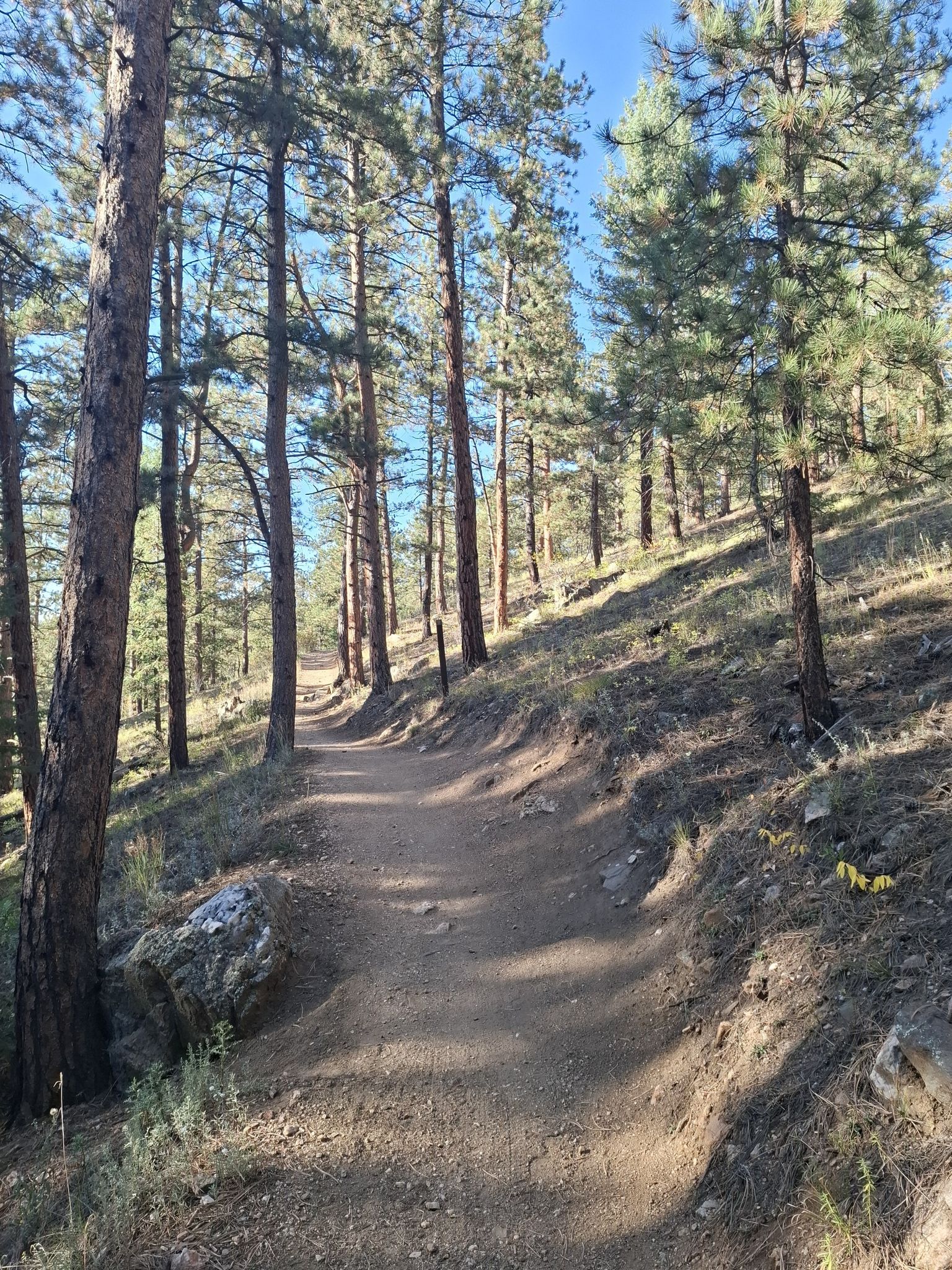 Sunny dirt path winding uphill through a dense pine forest. - Bear Creek Trail to Panorama Point Loop