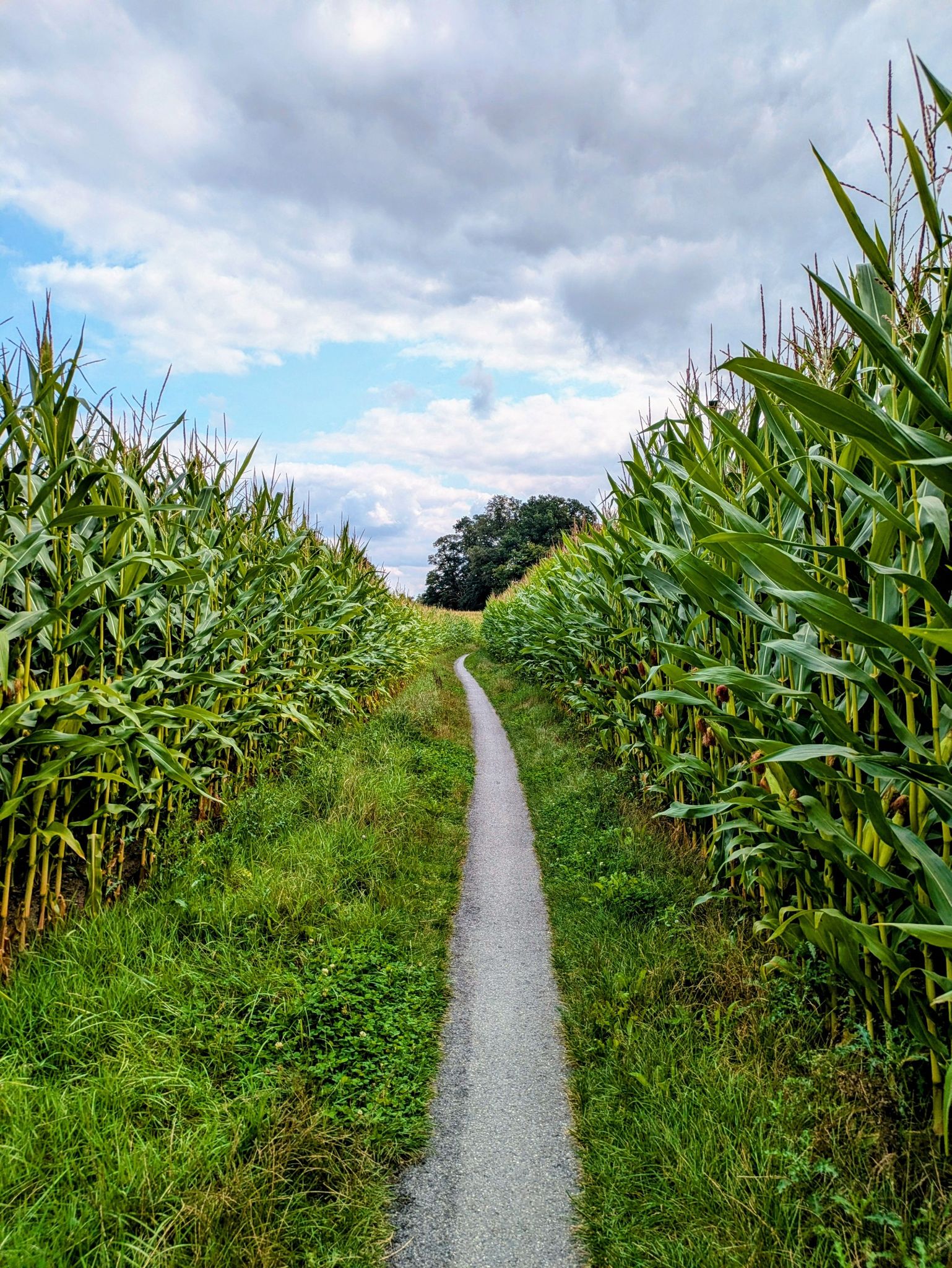 Toller schmaler Weg durch das Maisfeld