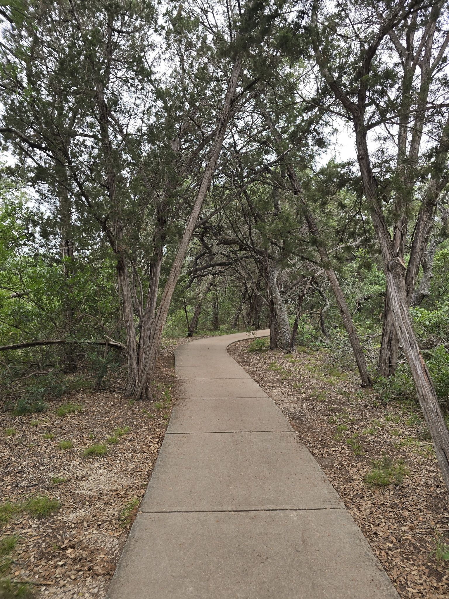 Cedar lined paved trails