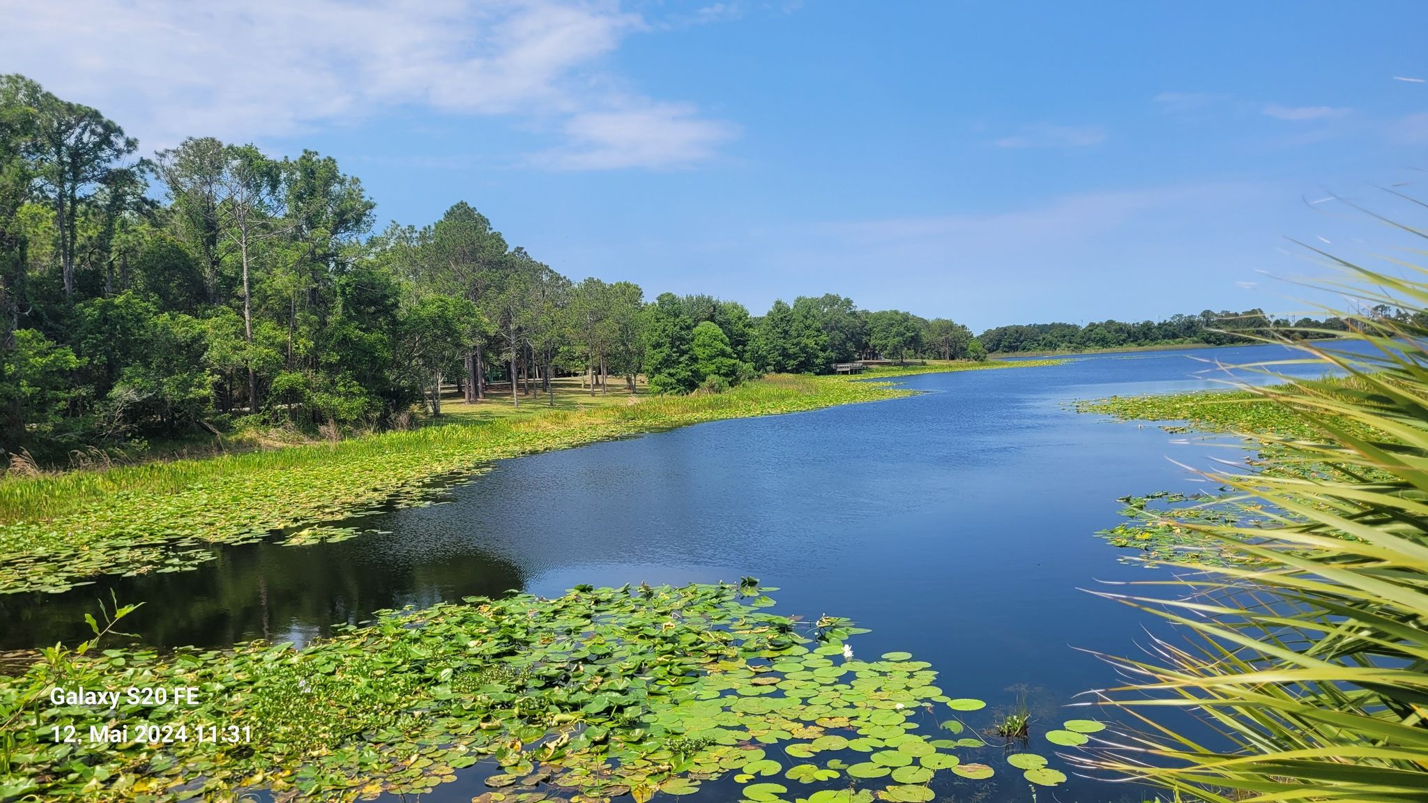 Vibrant lake with lily pads, surrounded by lush green trees under blue sky. - Walsingham Lake – Walsingham Park loop from Indian Shores