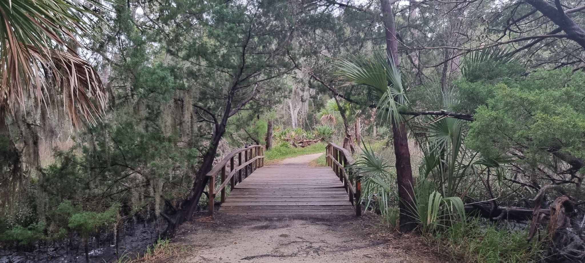Wooden bridge over water, surrounded by lush green trees and foliage. - Hammock Trail Loop