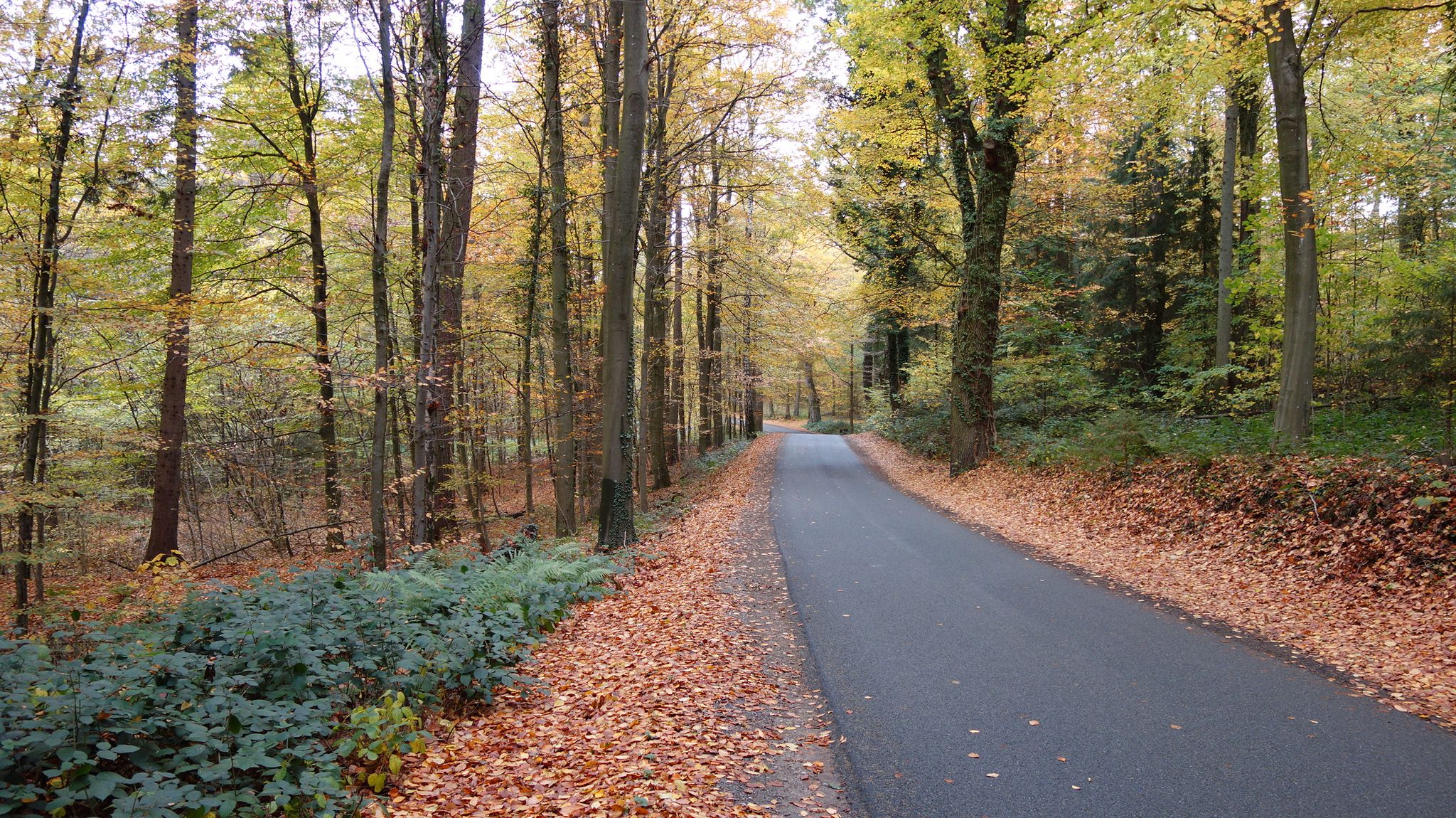 hübsch herbstlich: die Kasseedorfer Tannen