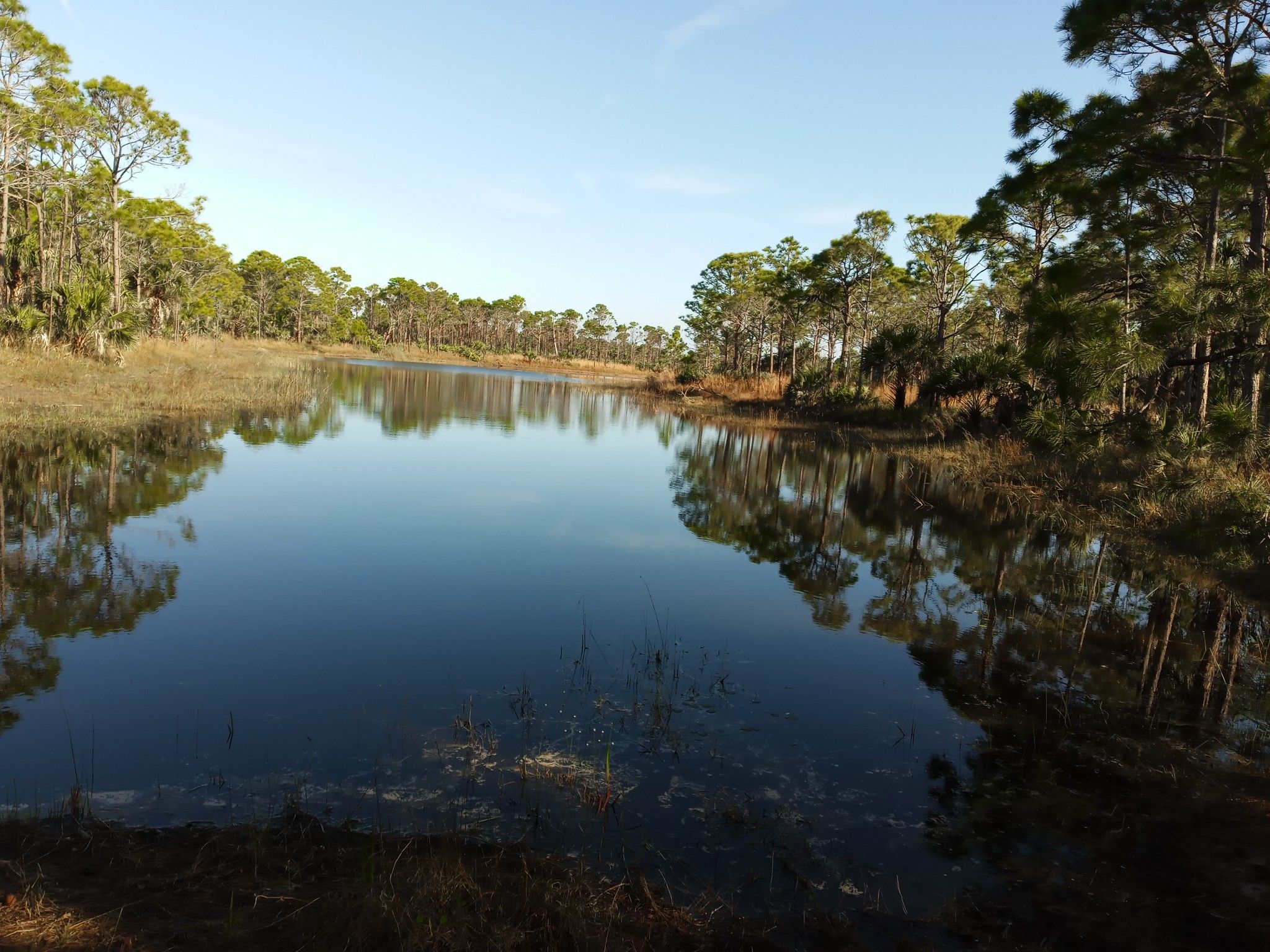 Calm lake reflecting blue sky, surrounded by green pine trees and dry grass. - Red Trail