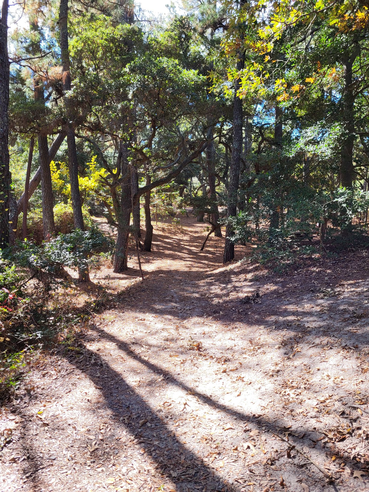A sunlit dirt path winds through a forest with long shadows. - First Landing State Park – Picnic Area Entrance loop from Great Neck Point