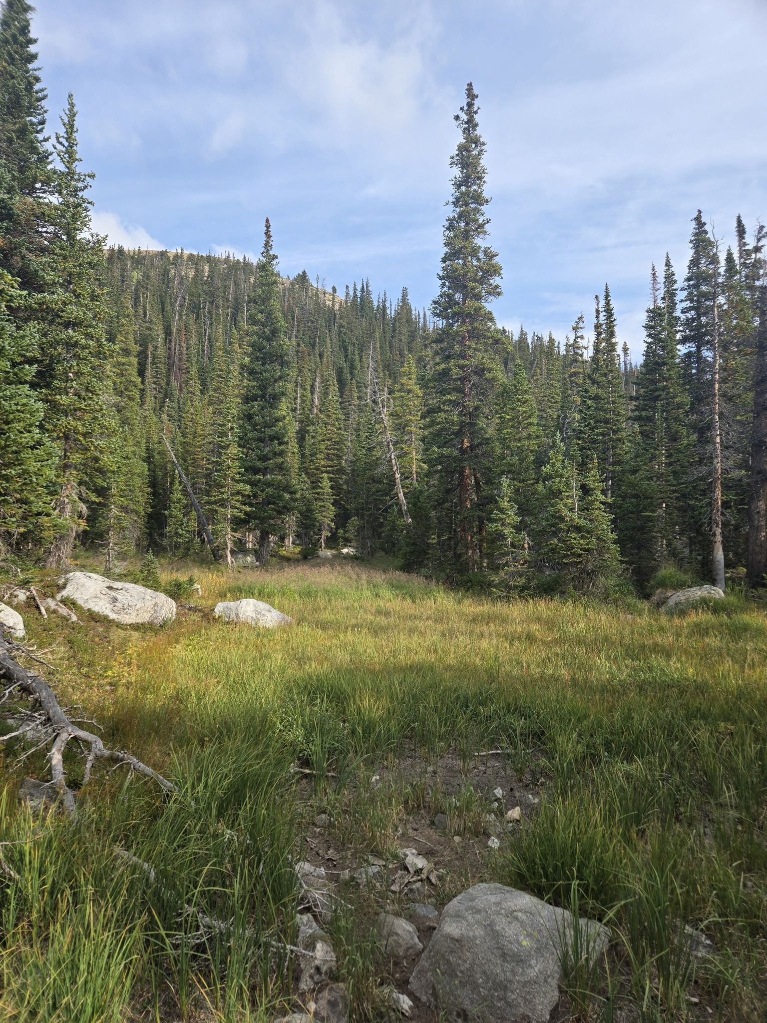 Sunny forest clearing with tall pine trees and scattered rocks. - Pawnee Pass Trail