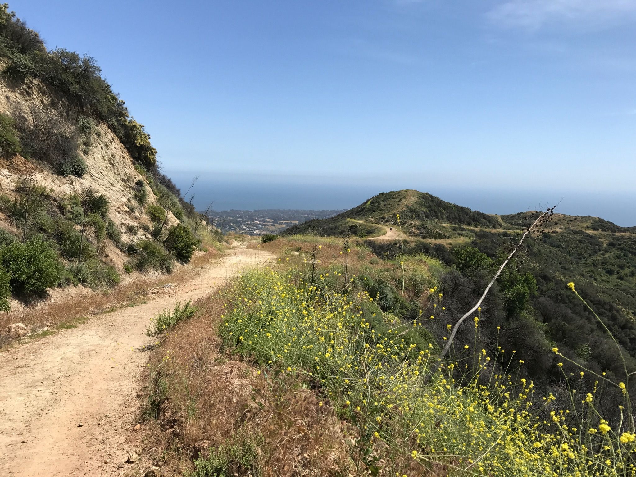 Dirt path winding up a sunny, brush-covered hillside with ocean in distance. - Zuma Ridge Trail