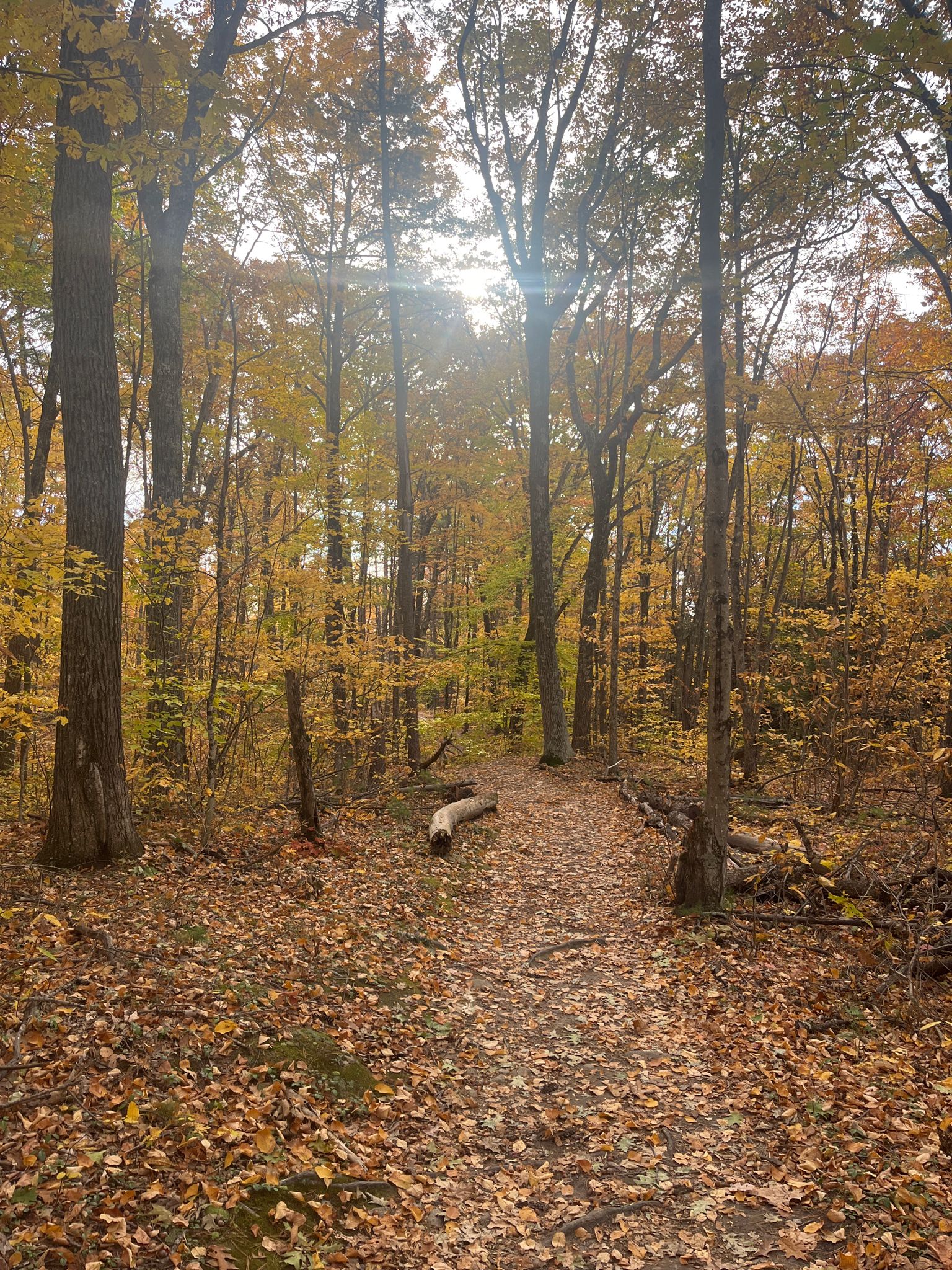 Sunlit forest path covered in autumn leaves, surrounded by tall trees. - Knowlton, Dancing Bear, Krupa, Ron's Way, Tower, and Bowl Trail Loop