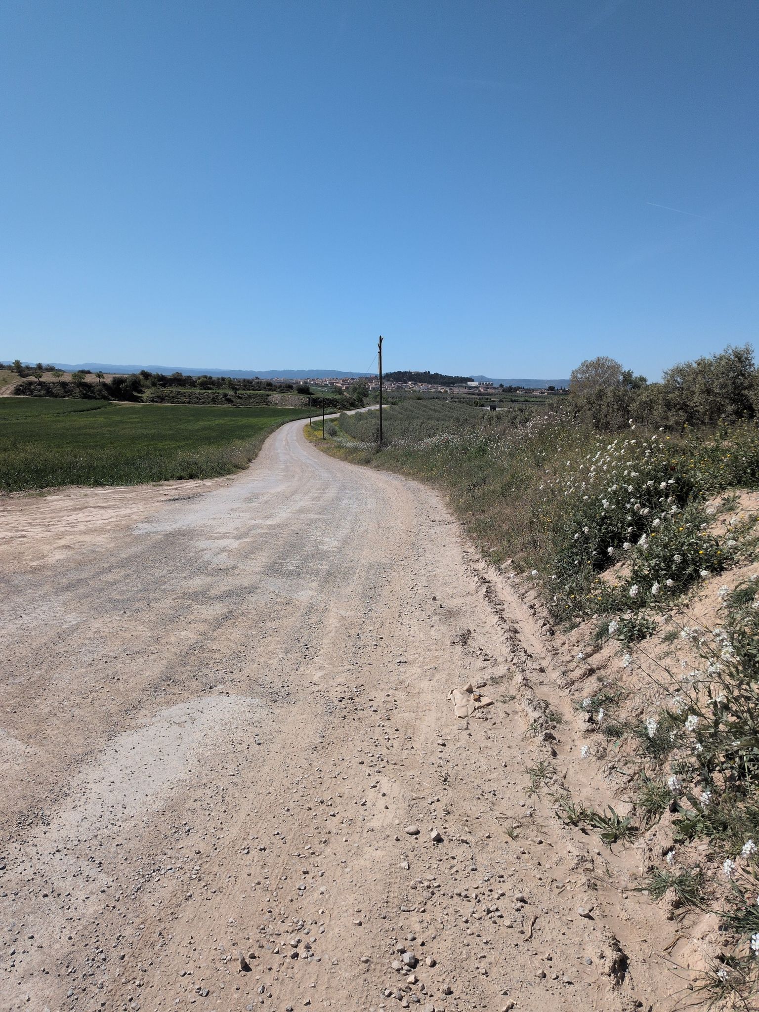 Arbeca