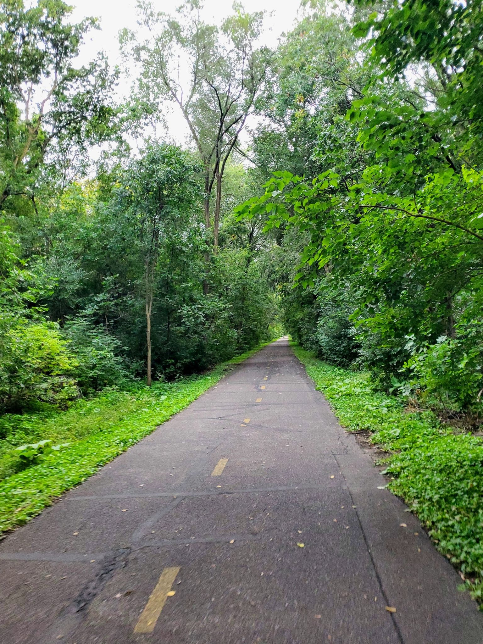 A paved path winds through a dense green forest on an overcast day. - Gateway State Trail