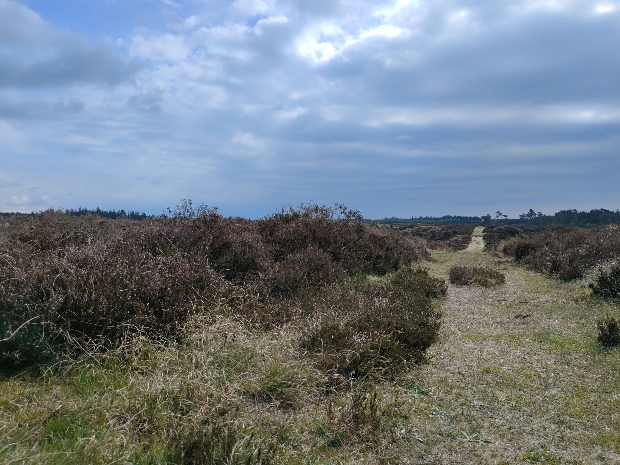 Prachtige heide.