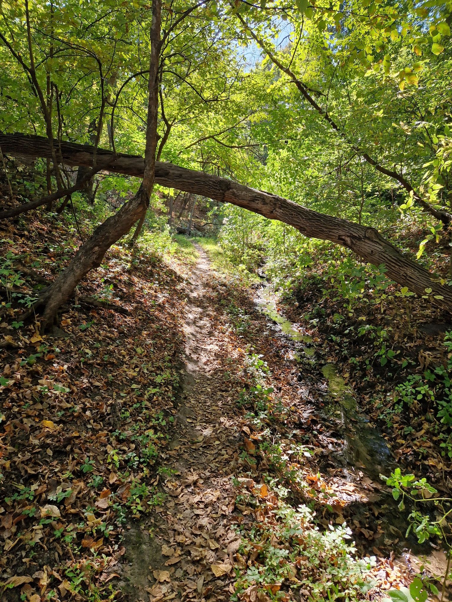 A forest path with a fallen tree trunk arching over it. - Mormon Hollow Trail