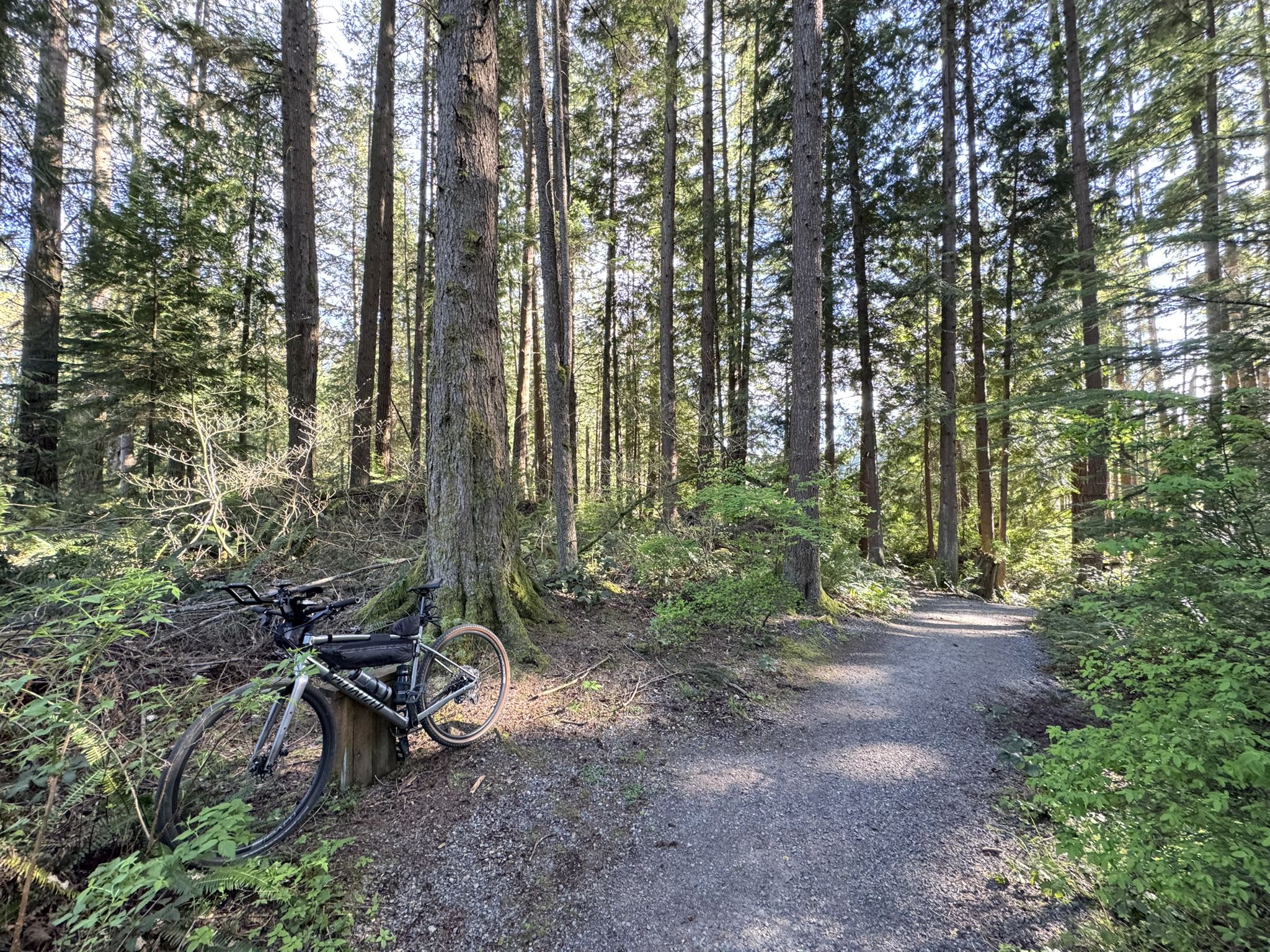 Bicycle parked on a sunlit forest path among tall trees. - Kari's Bog Trail