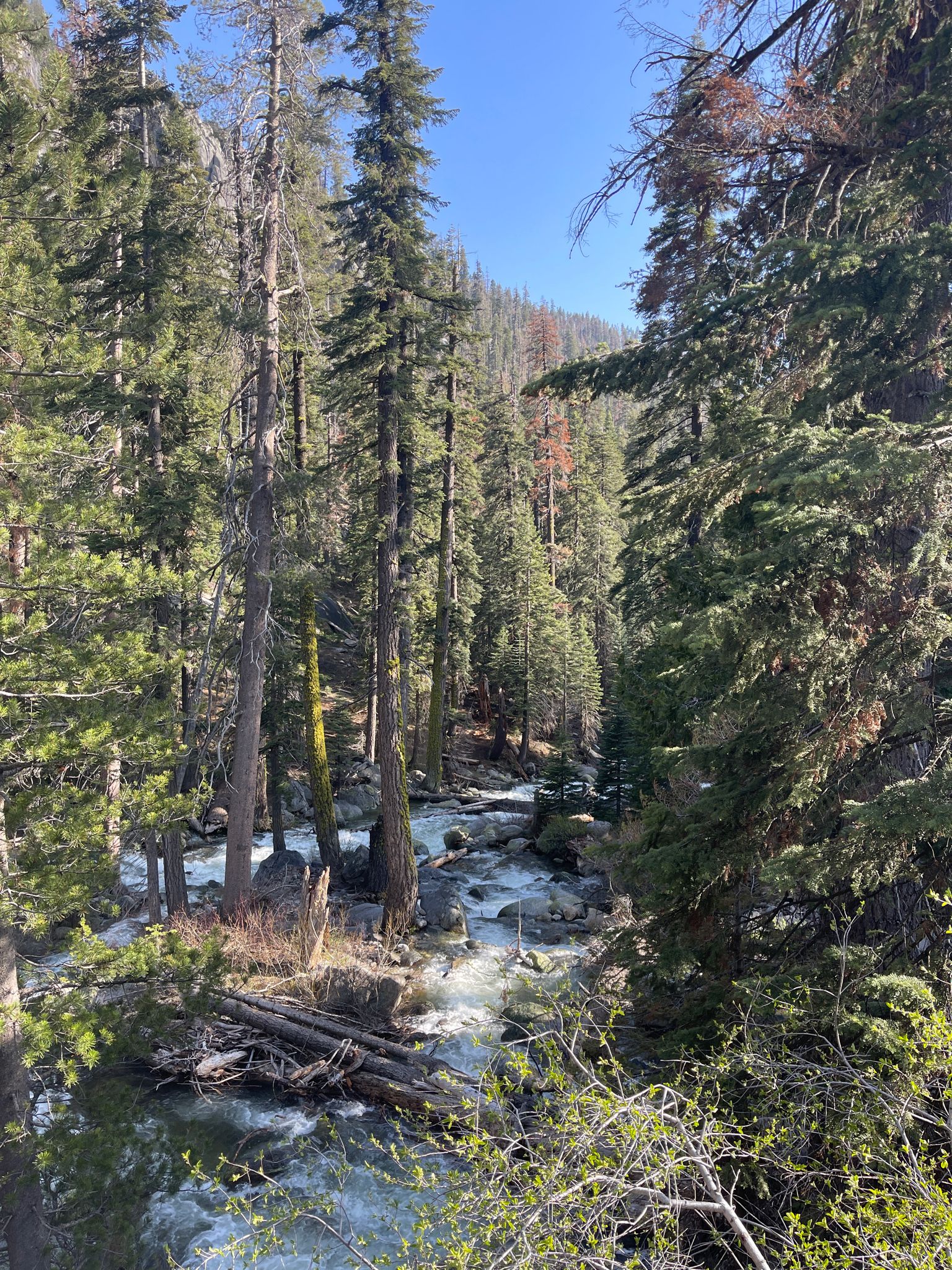 River flowing through a dense pine forest under a clear sky. - Tokopah Falls Trail