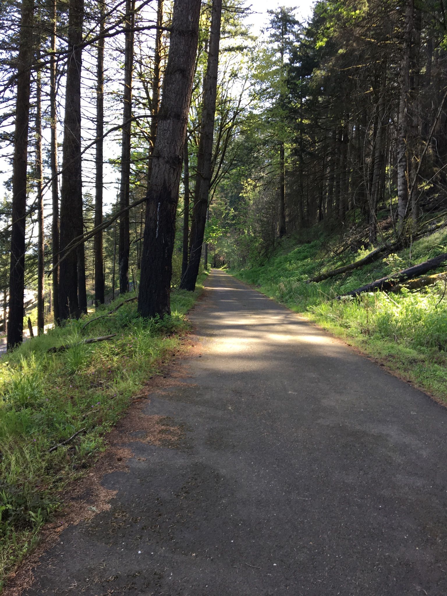 A paved path winds through a sunlit forest with tall, dark tree trunks. - Historic Columbia River Highway State Trail