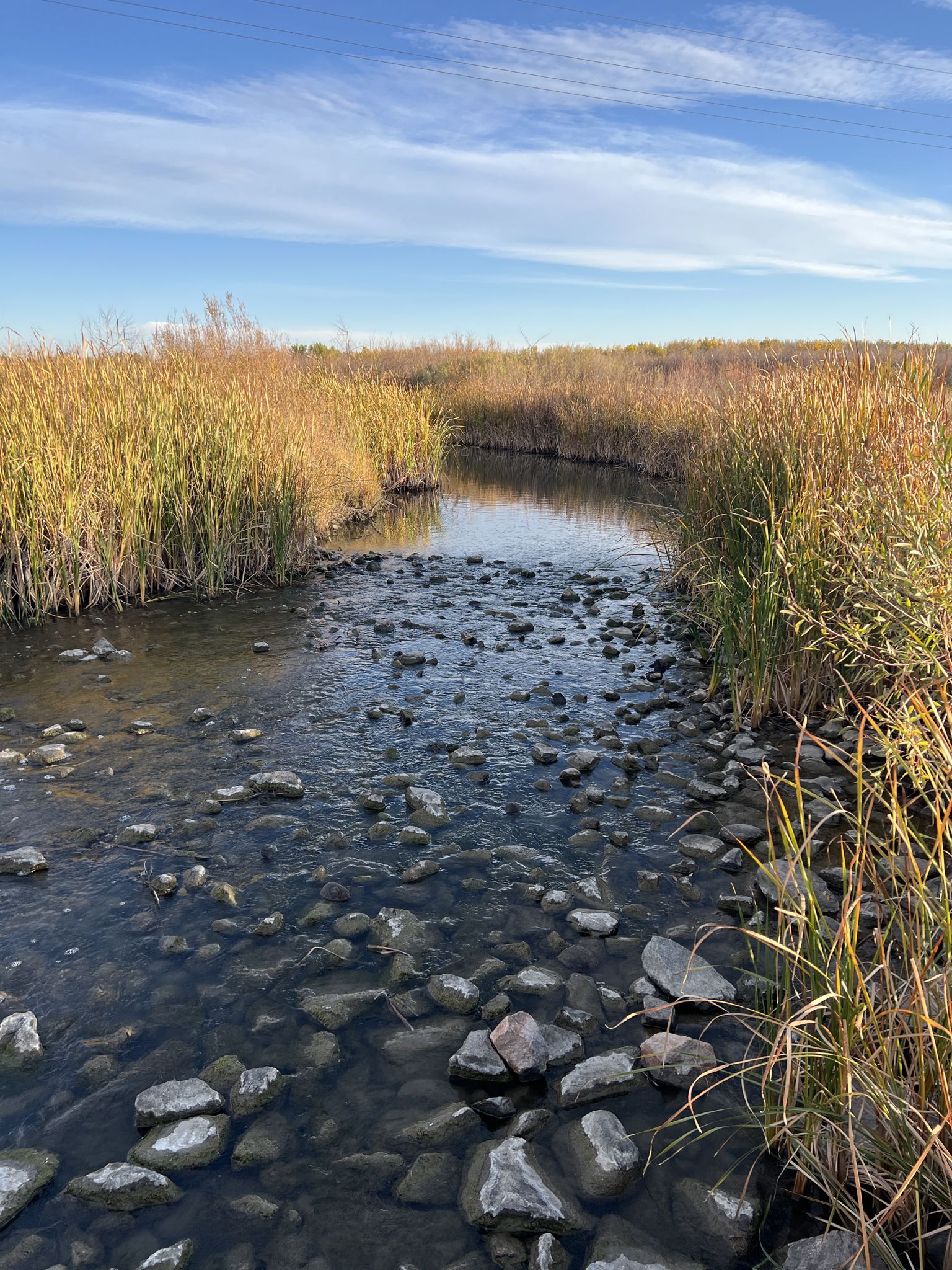 Rocky stream flowing through golden reeds under a bright blue sky. - Cottonwood Creek Wetlands – View of Cherry Creek Reservoir loop from Cherry Creek High School
