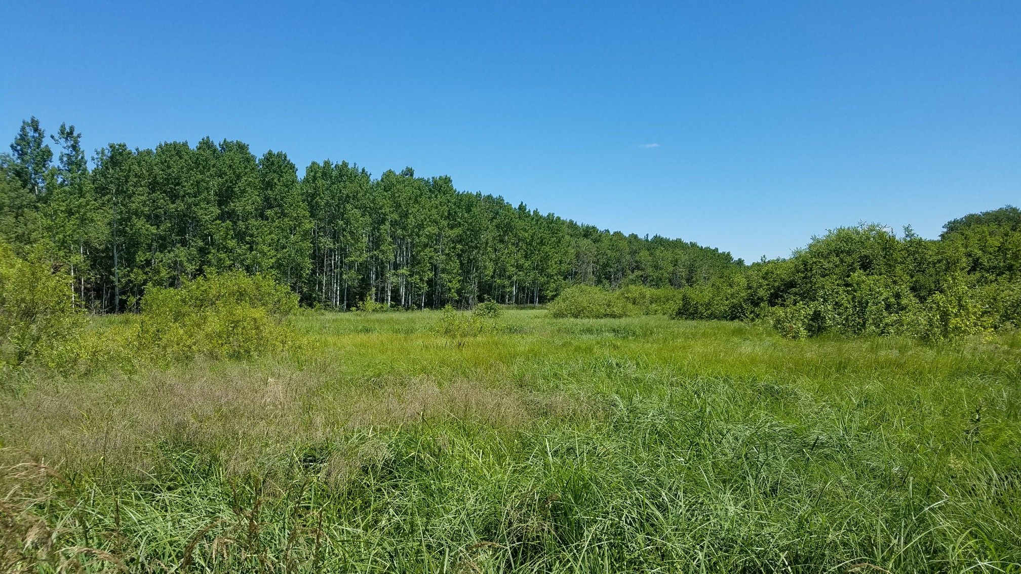 Expansive green grassy field with dense forest under a clear blue sky. - Red Six loop from Quarry Park and Nature Reserve