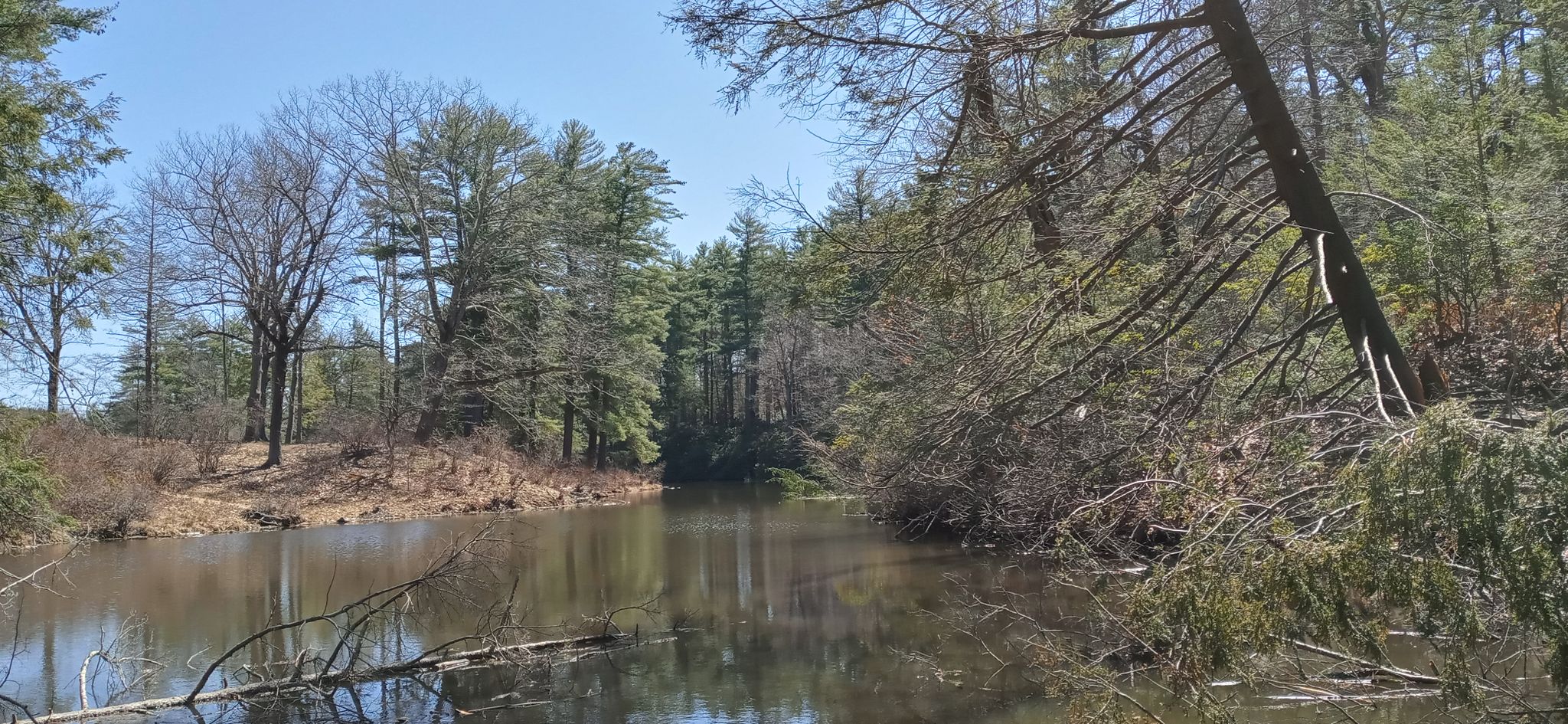 Calm water reflecting a clear sky, surrounded by dense forest trees. - Maudslay State Park Loop