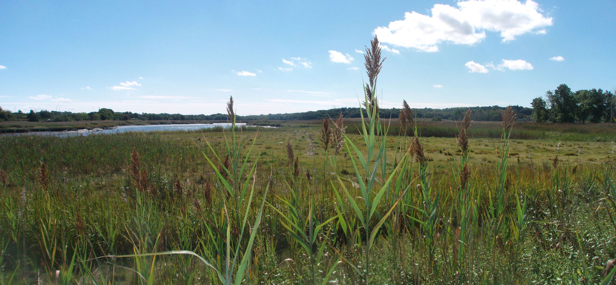 Tall marsh grasses in a vast wetland with distant water under a blue sky. - Lower Neponset River Trail