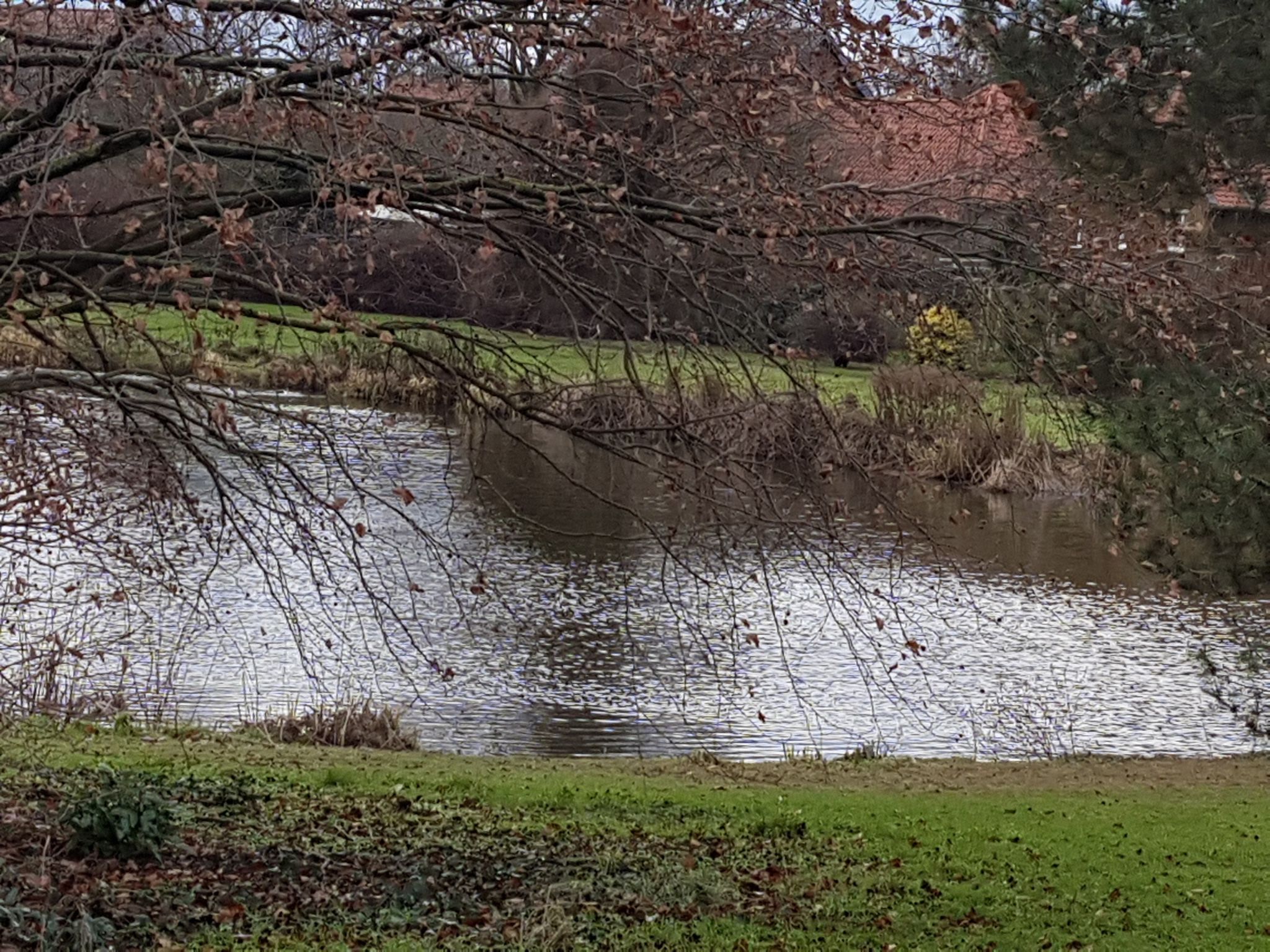 Dorfteich Stederdorf