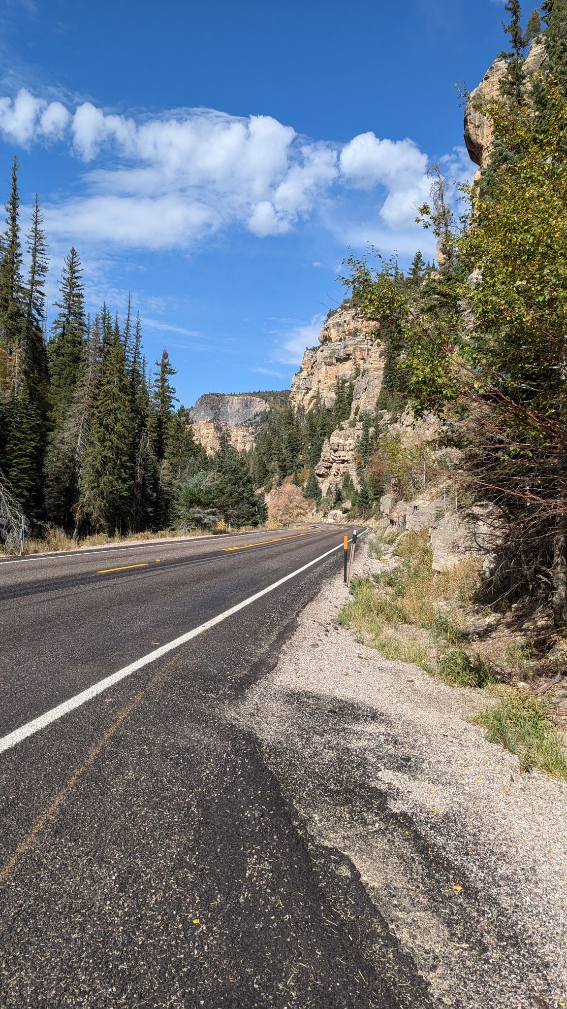 Sunny road winding through a forest canyon with rocky cliffs and blue sky. - Ashdown Gorge Trail