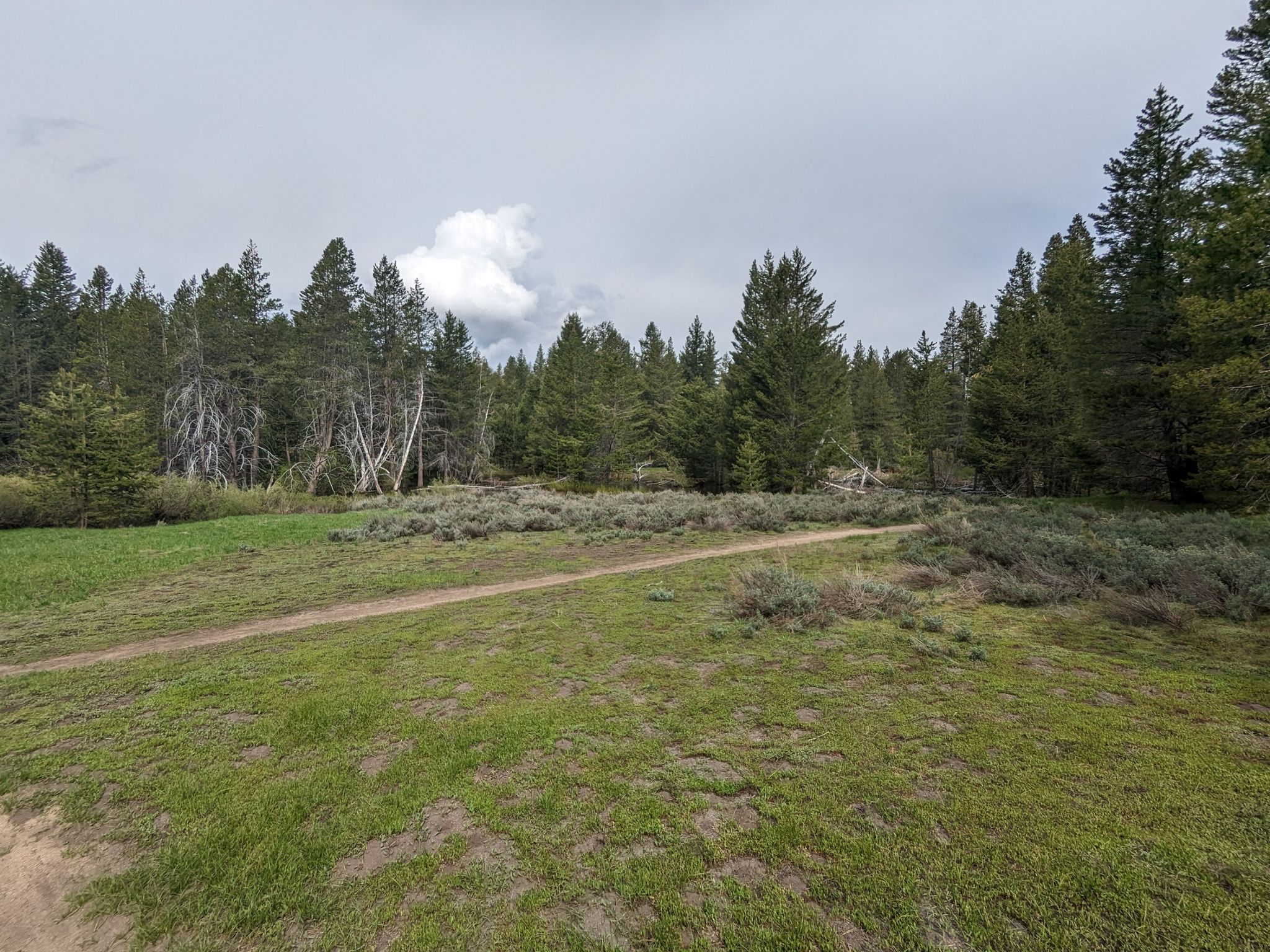A dirt path through a grassy field and dense pine forest under cloudy skies. - Armstrong Pass Trail – Star Lake loop from Meyers