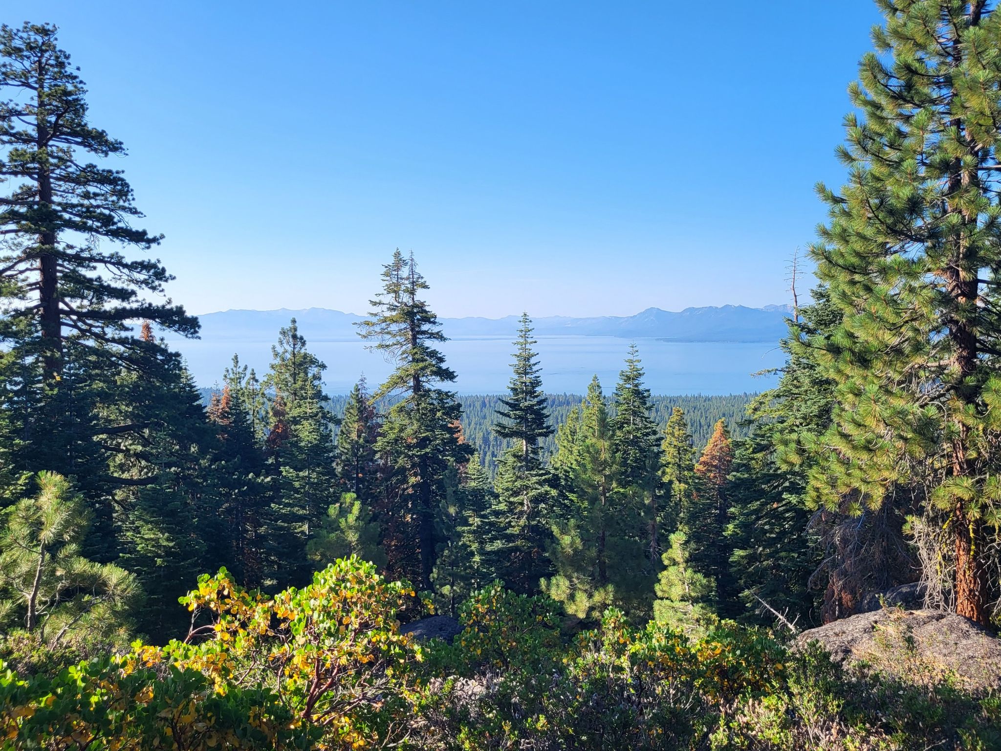 Scenic view of a large lake and distant mountains through pine trees. - Tahoe Rim Trail via Whoop-dee-doo loop