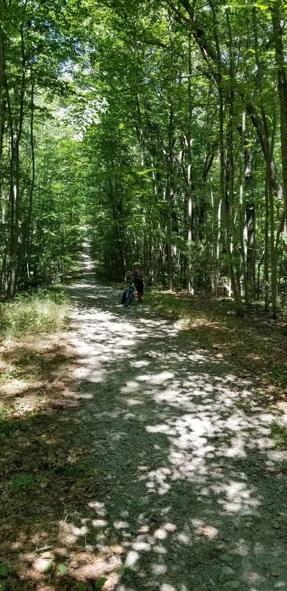 Sun-dappled forest path with two people walking in the distance. - Wompatuck State Forest – Whitney & Thayer Woods loop from Hingham