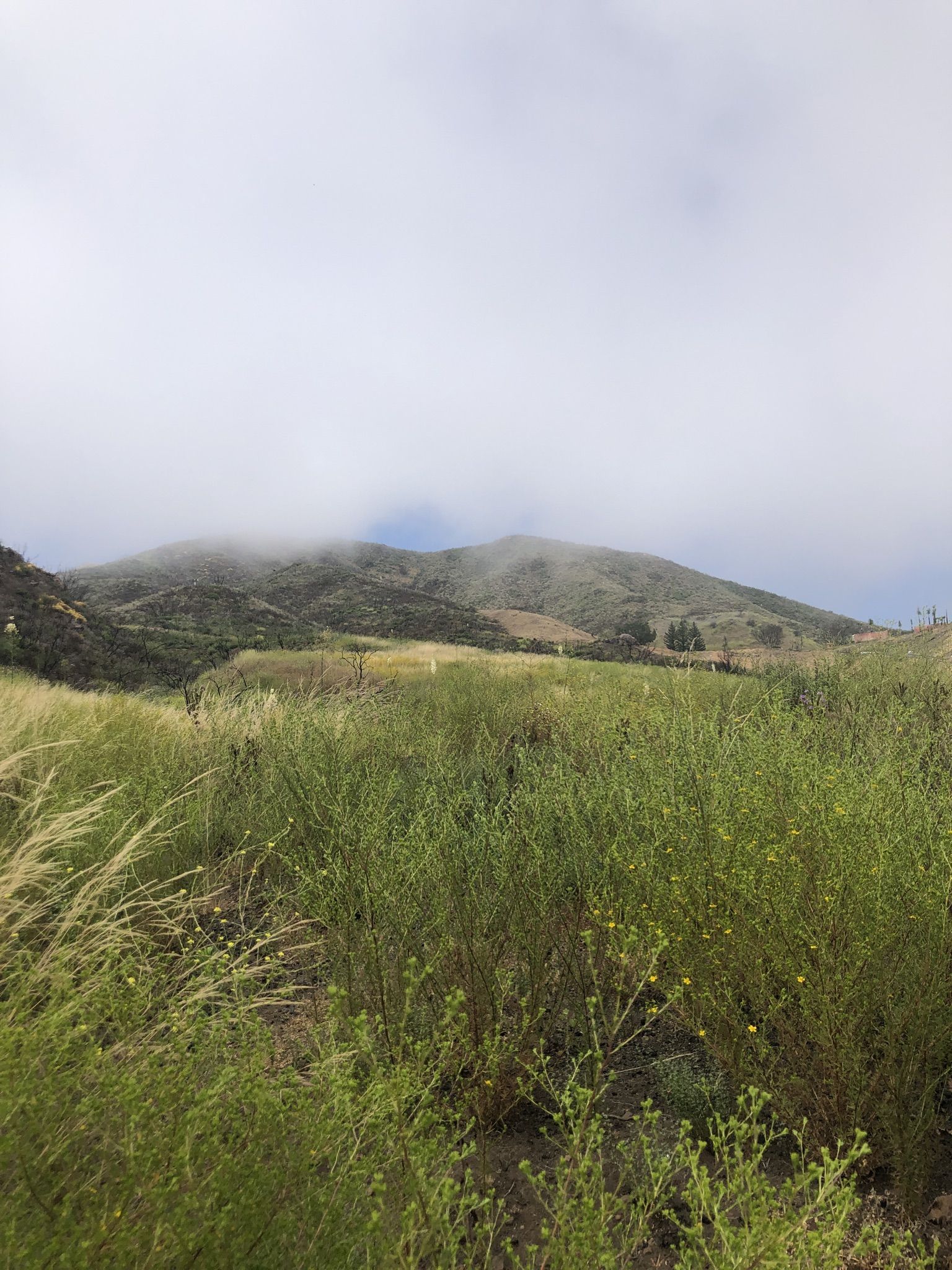 Grassy field with distant mountains shrouded in fog under a cloudy sky. - MRCA Open Space – Long-distance hiking trail loop from Backbone Trail - Encinal to Mulholland