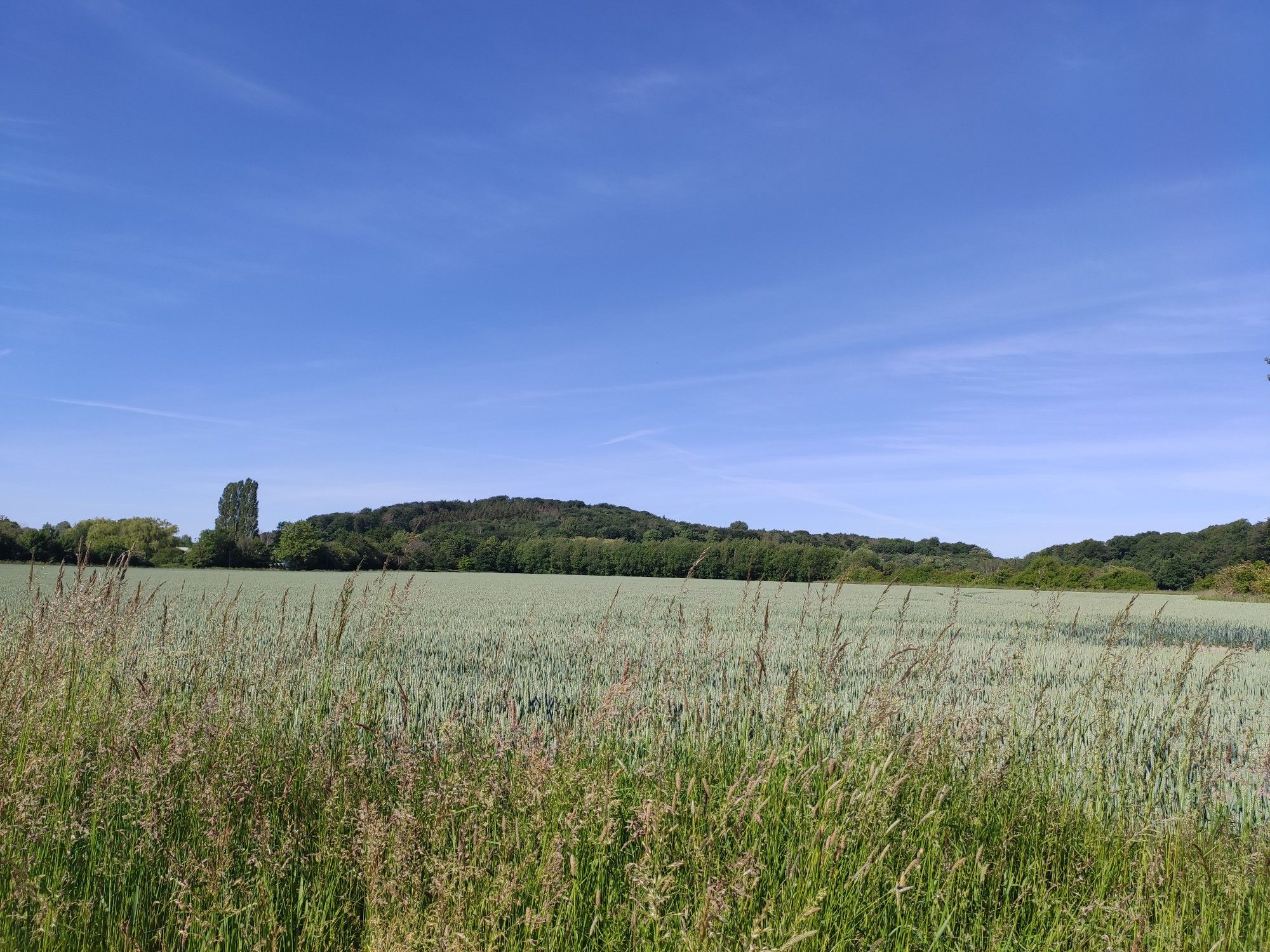 Blick auf den Benther Berg