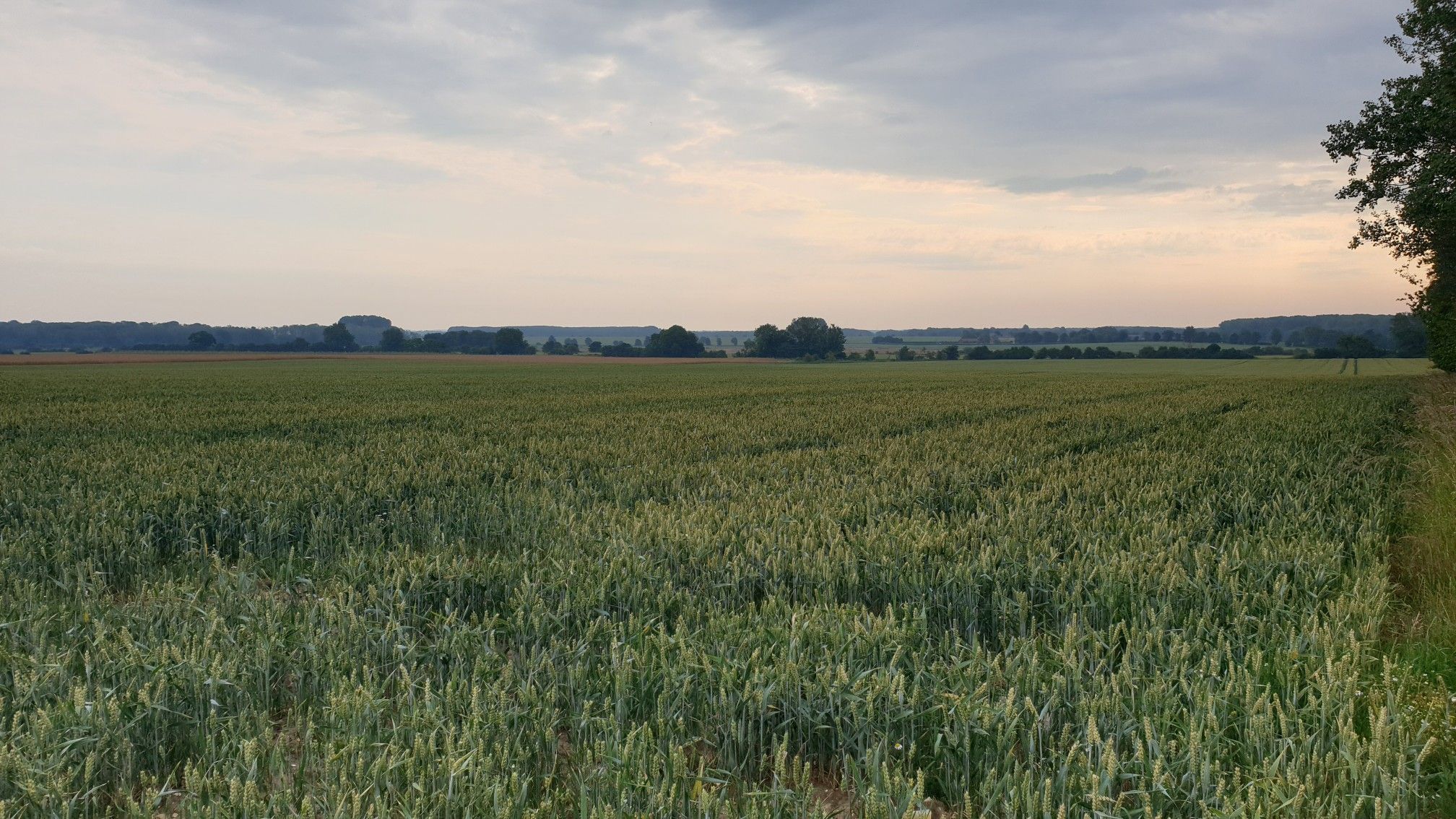 Boughton
