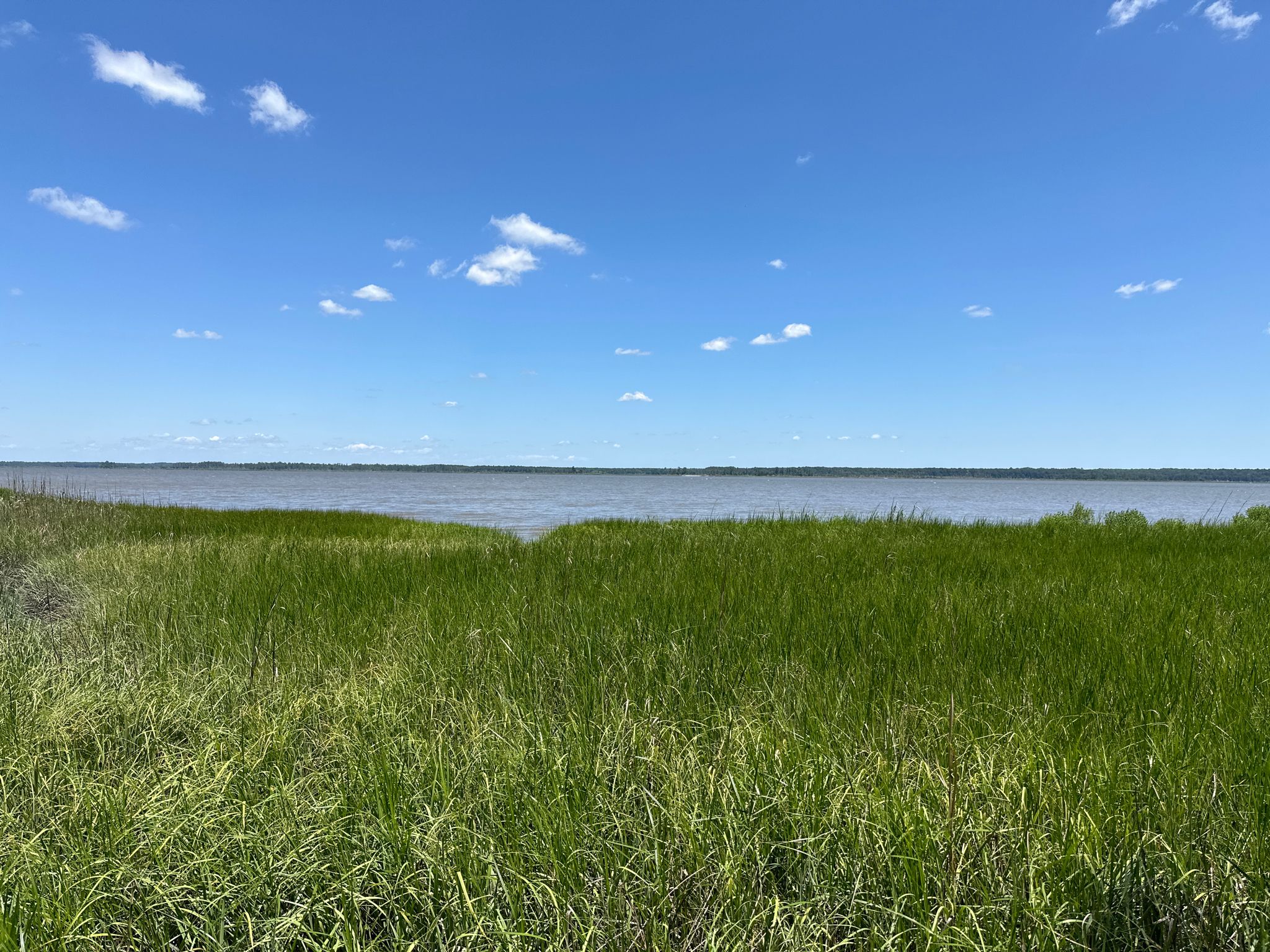 Lush green marsh grass borders a wide body of water under a blue sky. - York River Backbone Trail Loop