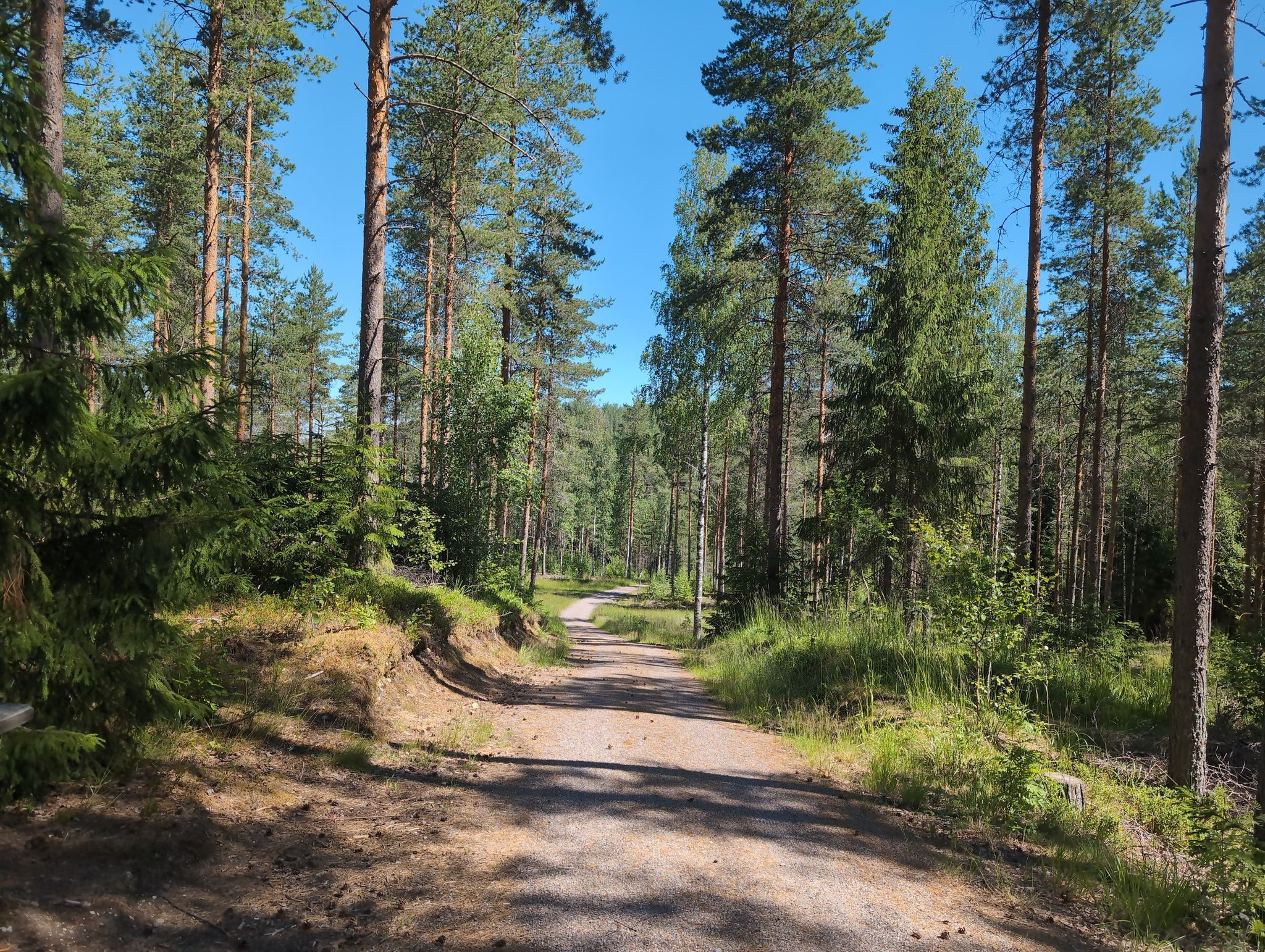 Birkenwald