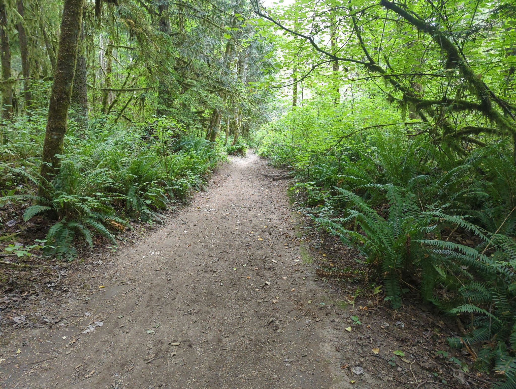 A wide dirt path through a vibrant green forest with ferns and mossy trees. - Paradise Valley Loop – Paradise Valley Conservation Area