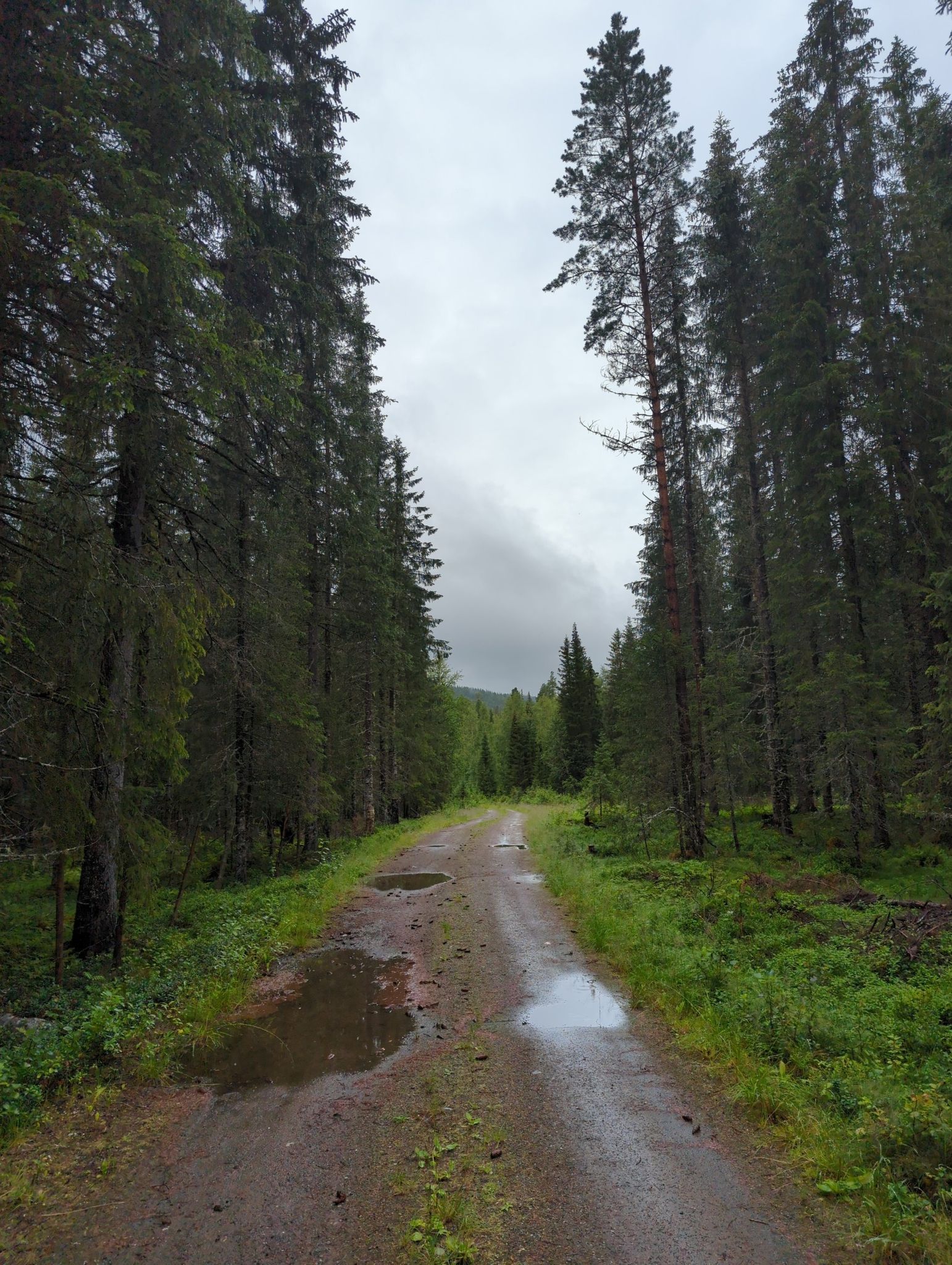 Waldweg