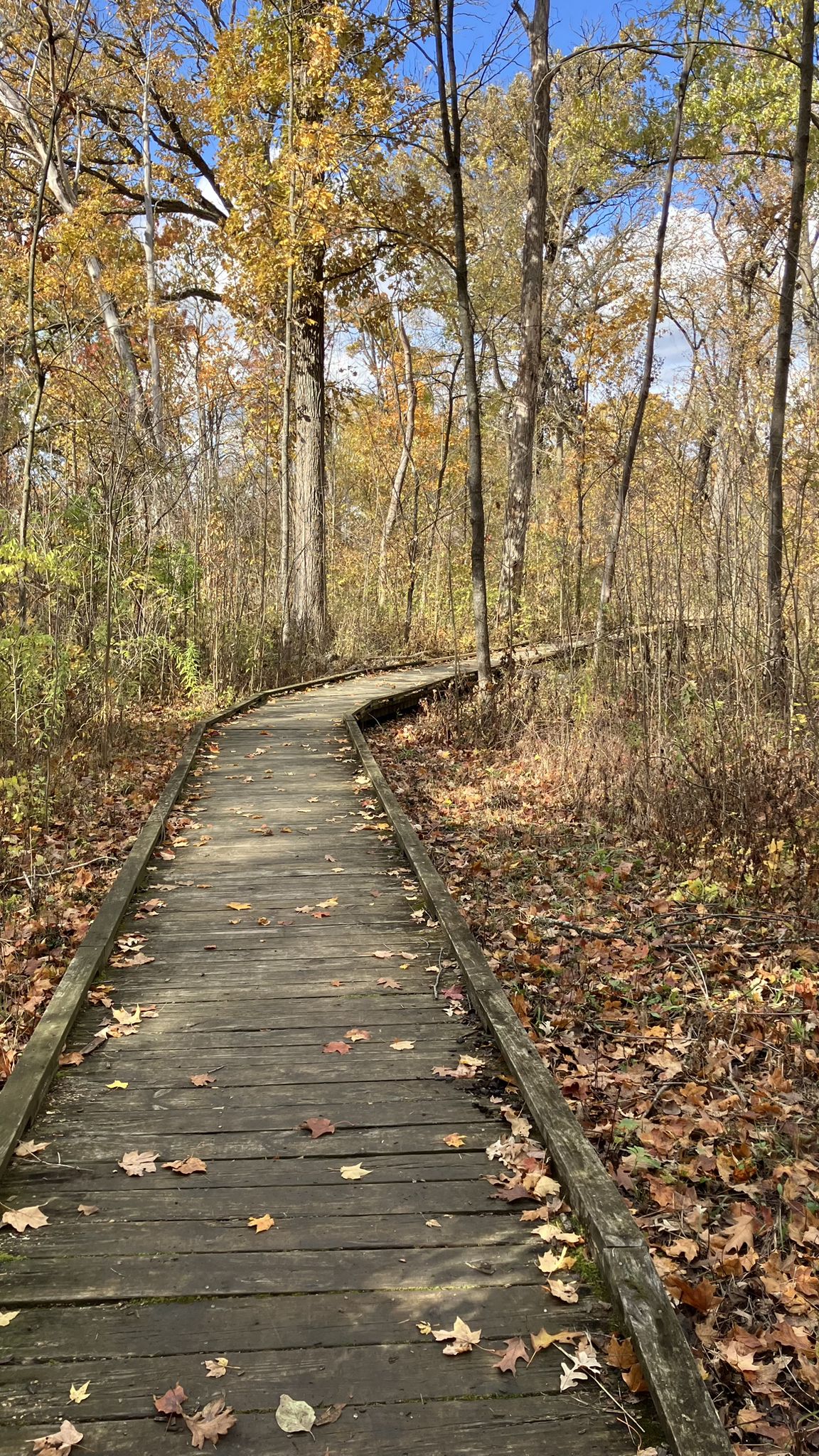 A wooden boardwalk winding through a forest with colorful autumn leaves. - Edward L. Ryerson Nature Preserve loop