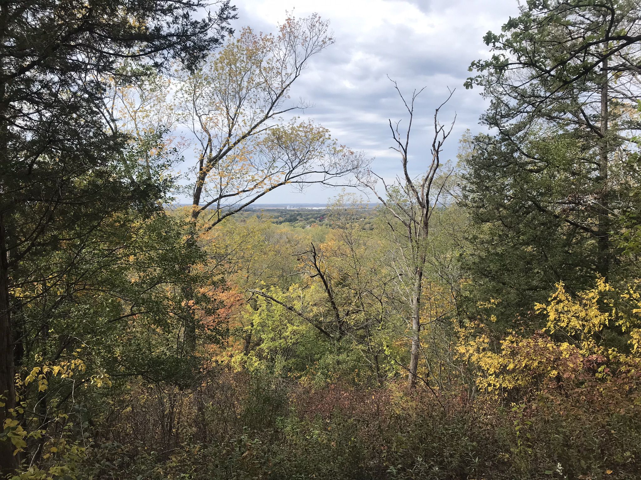 Dense forest canopy with hints of autumn colors under an overcast sky. - Ice Age Trail: Blue Spring Lake Segment