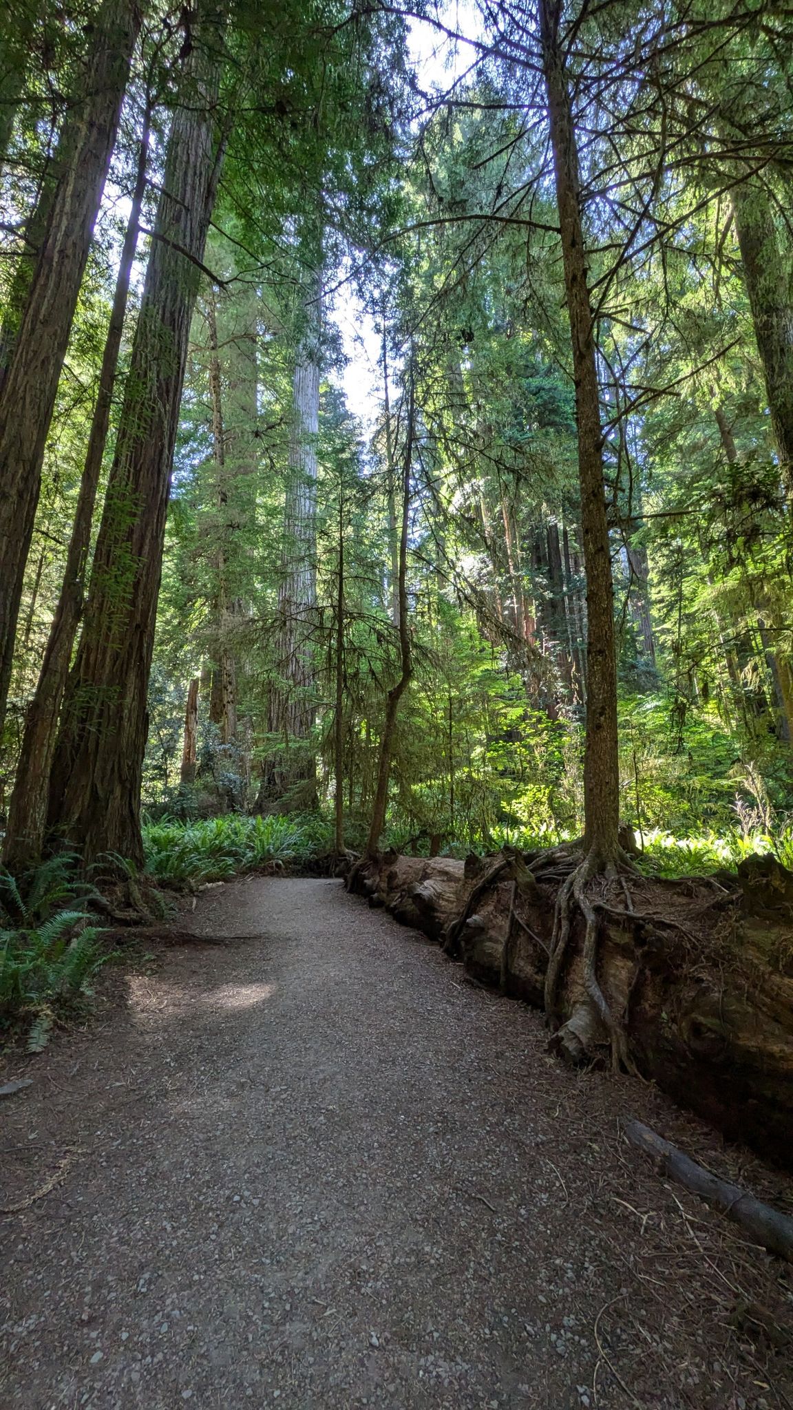Dirt path through a dense forest of tall trees, sunlit. - Stout Memorial Grove – Grove of Titans loop from Hiouchi